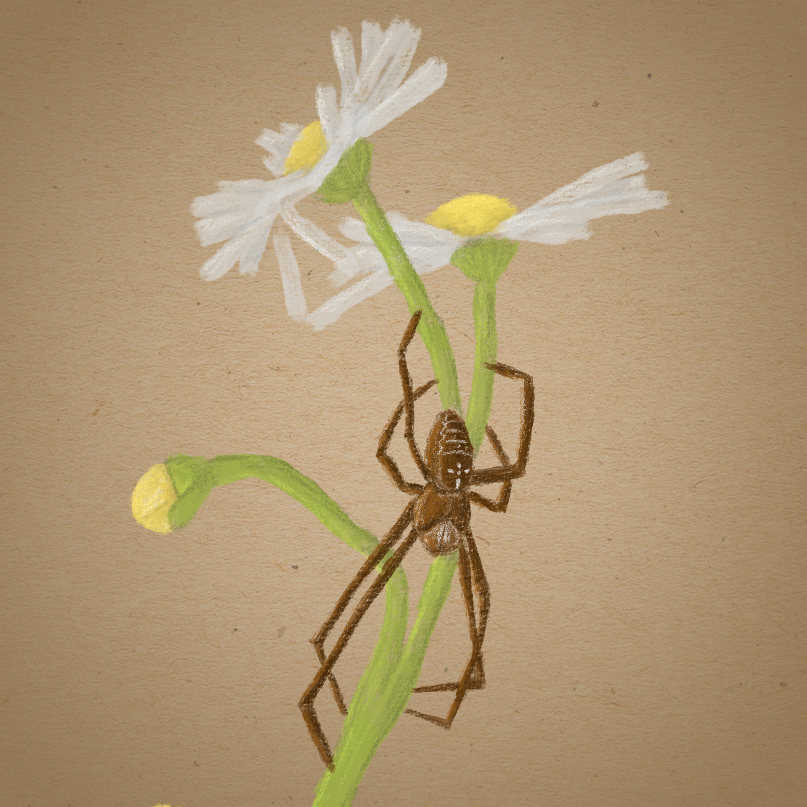 spider digital illustration 2024