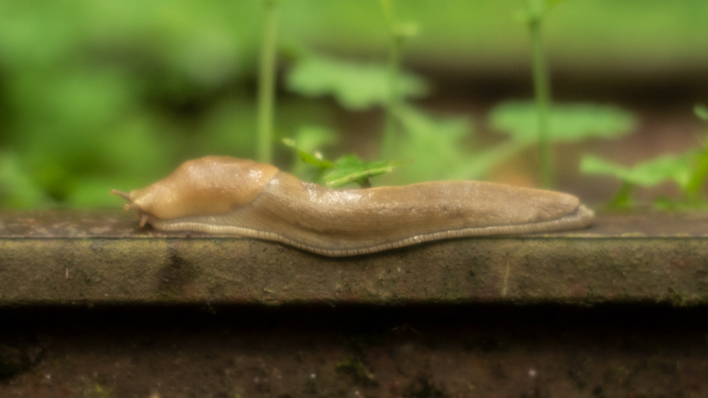 washington park, portland, 2022