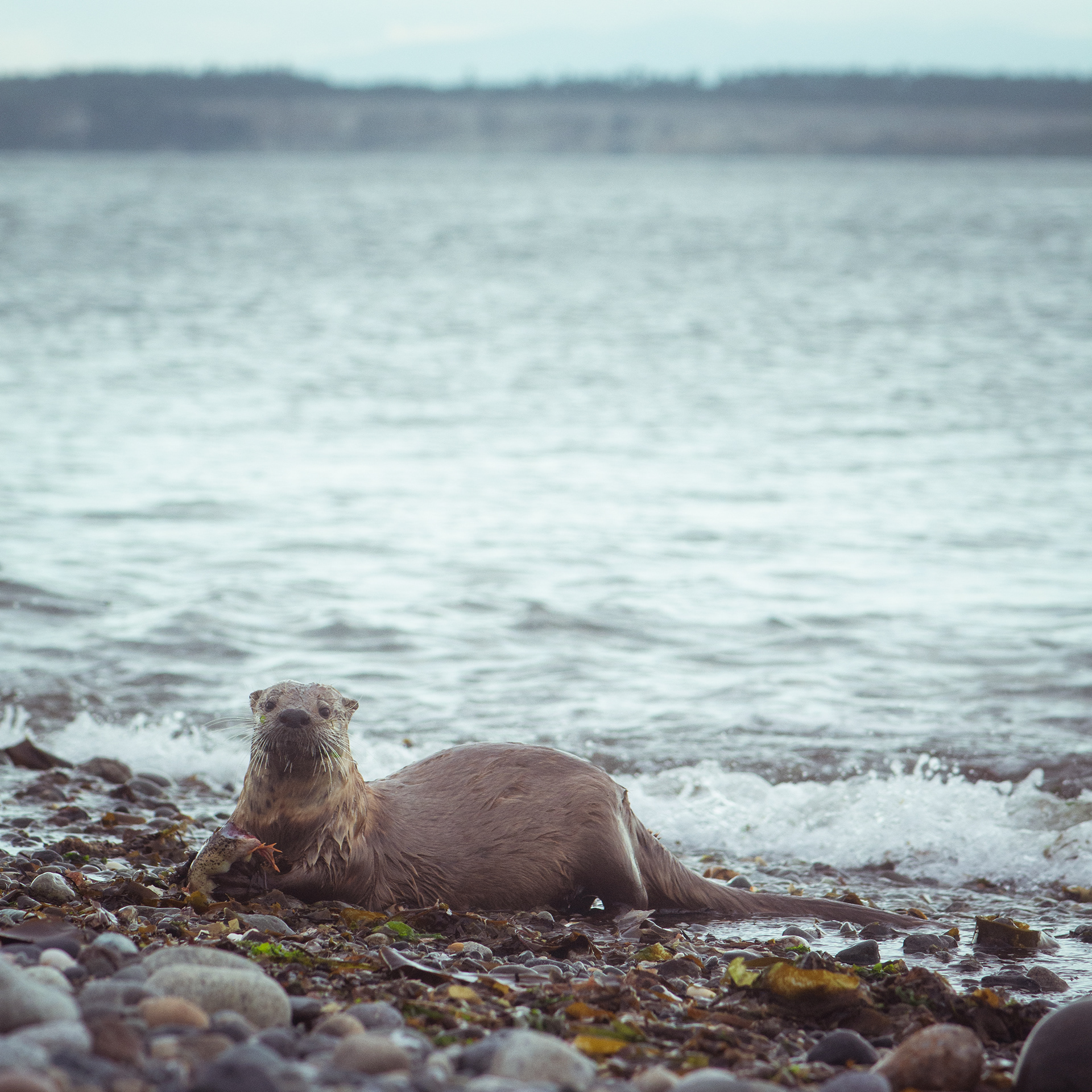port townsend, wa, 2017