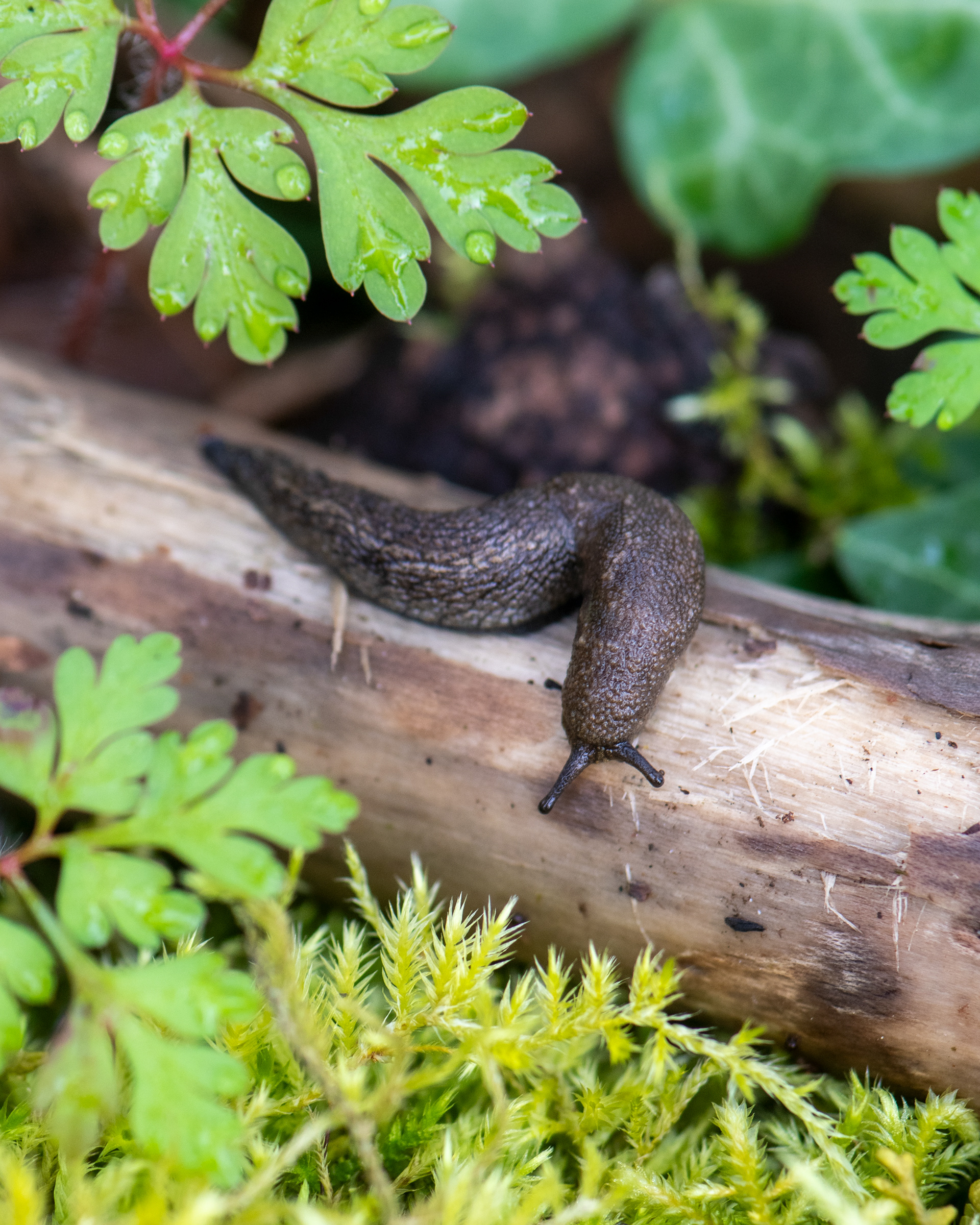 washington park, portland 2025