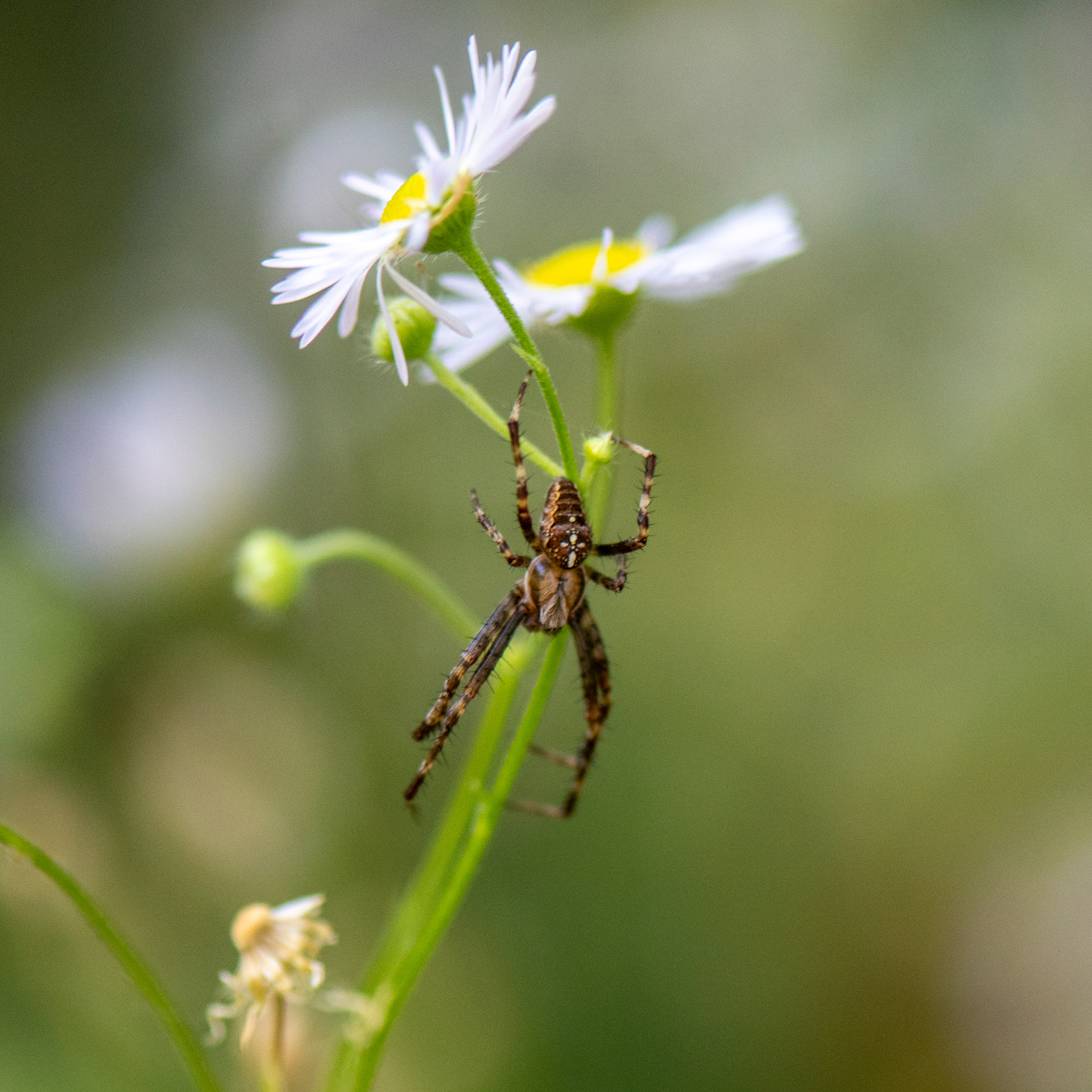 washington park, portland 2024