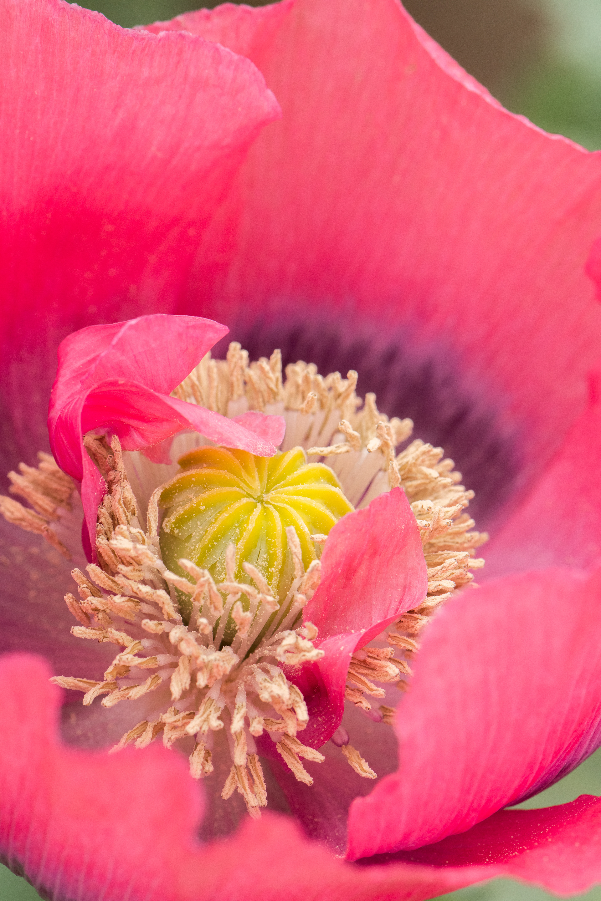 fort vancouver national historic site, 2021