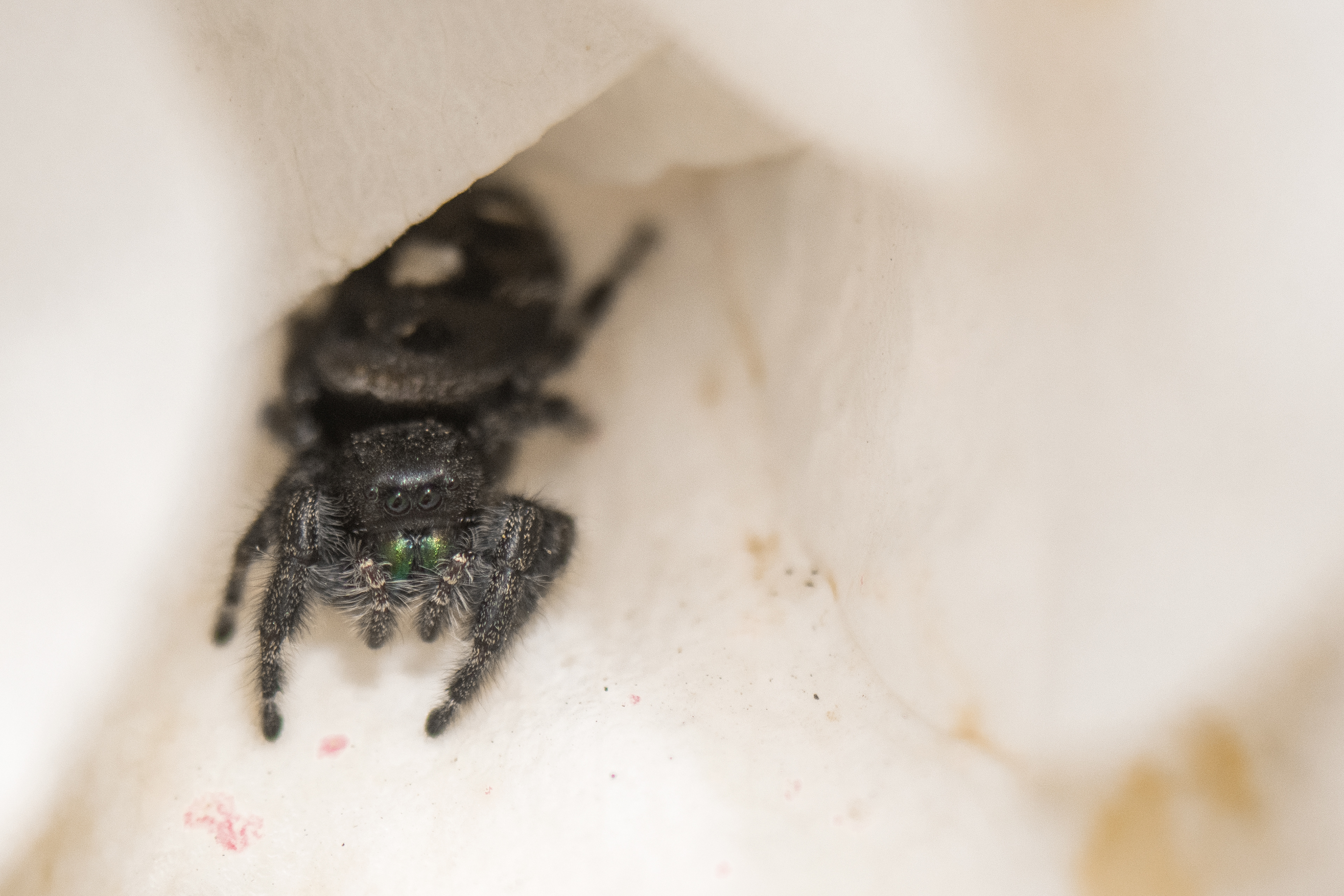 peninsula park sunken rose garden, 2021