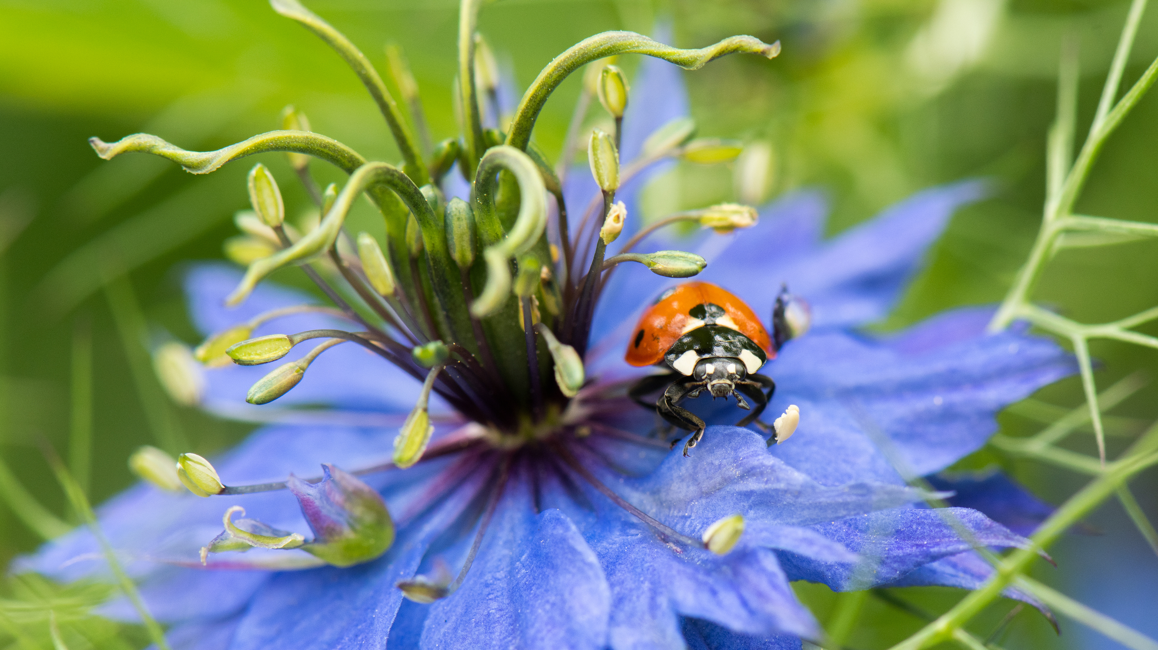 fort vancouver national historic site, 2021