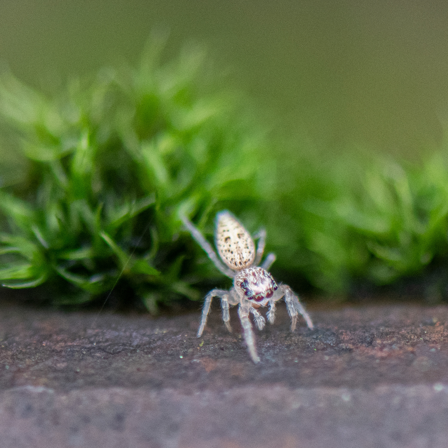 washington park, portland, 2023