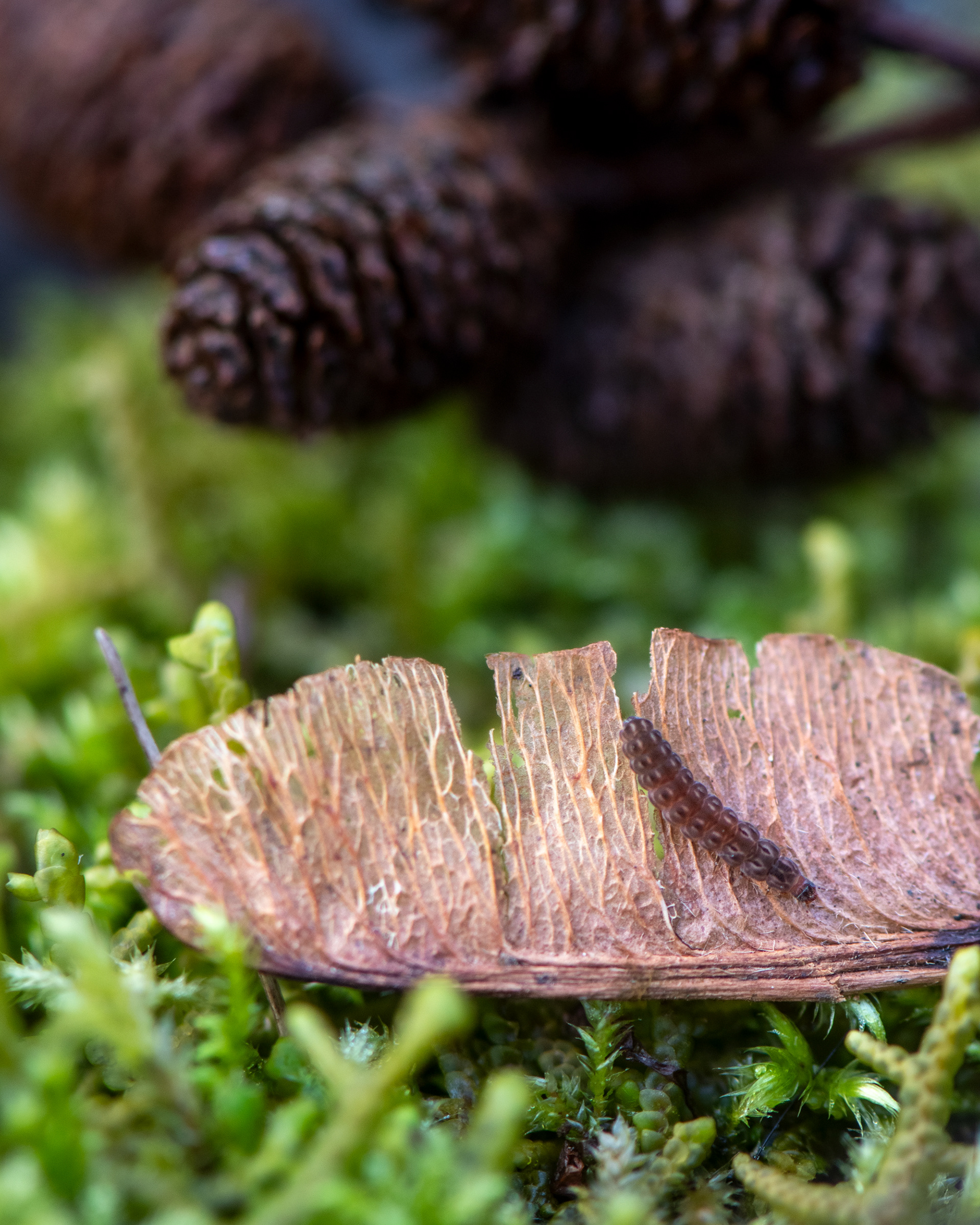 washington park, portland 2025