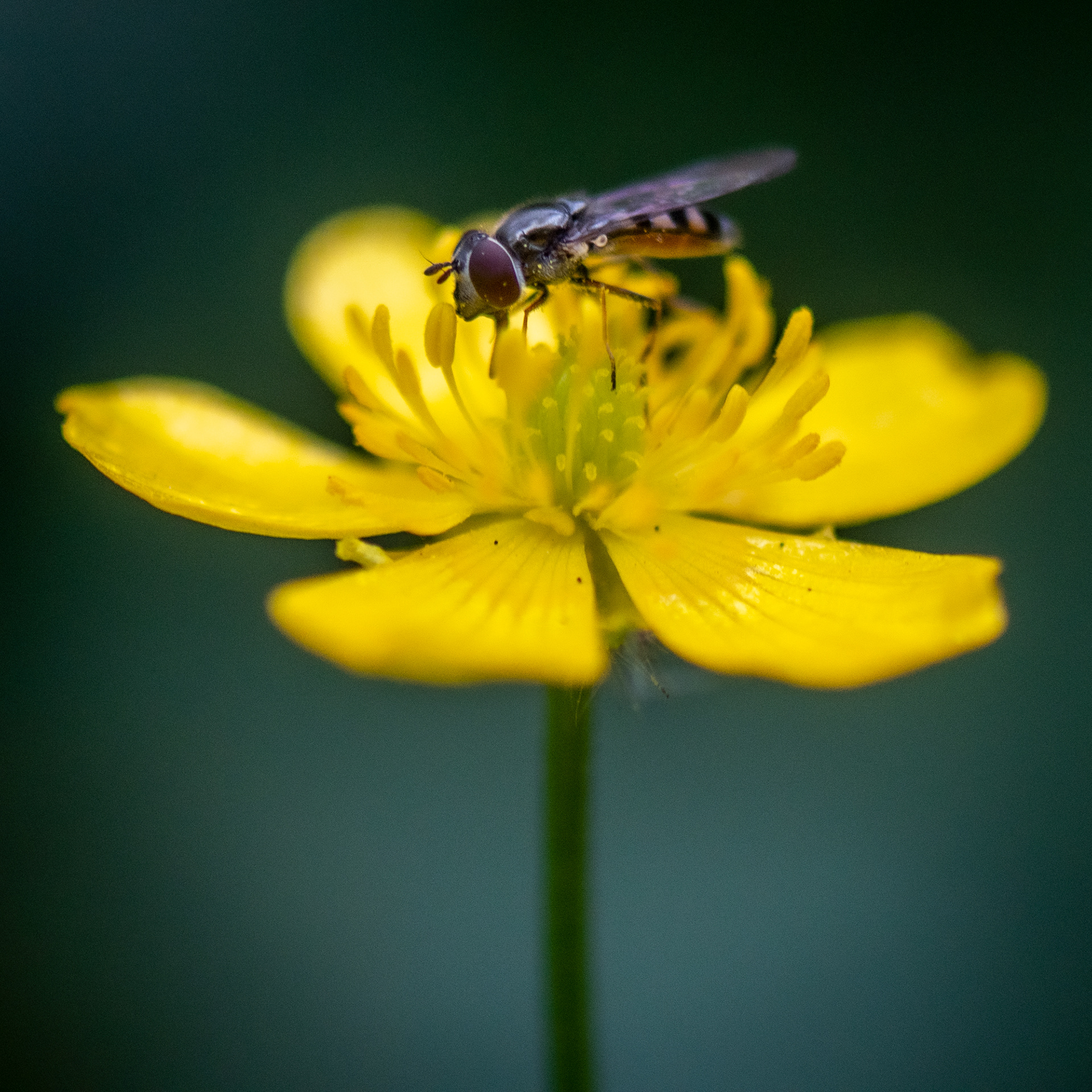 international rose garden, portland, 2022