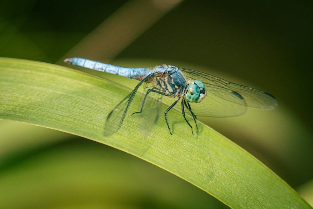 seattle arboretum, 2021