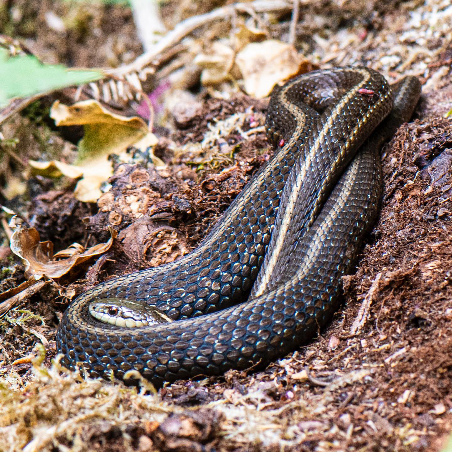 tryon creek, portland 2023