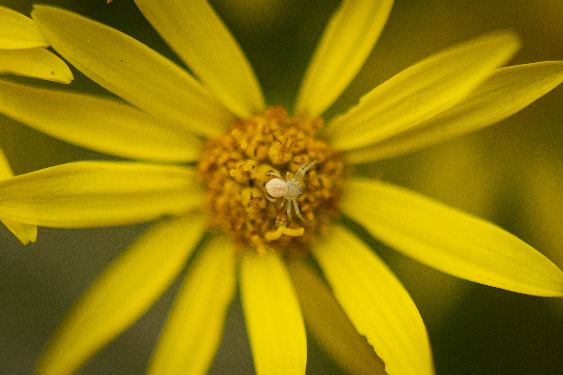 washington park, portland, 2021