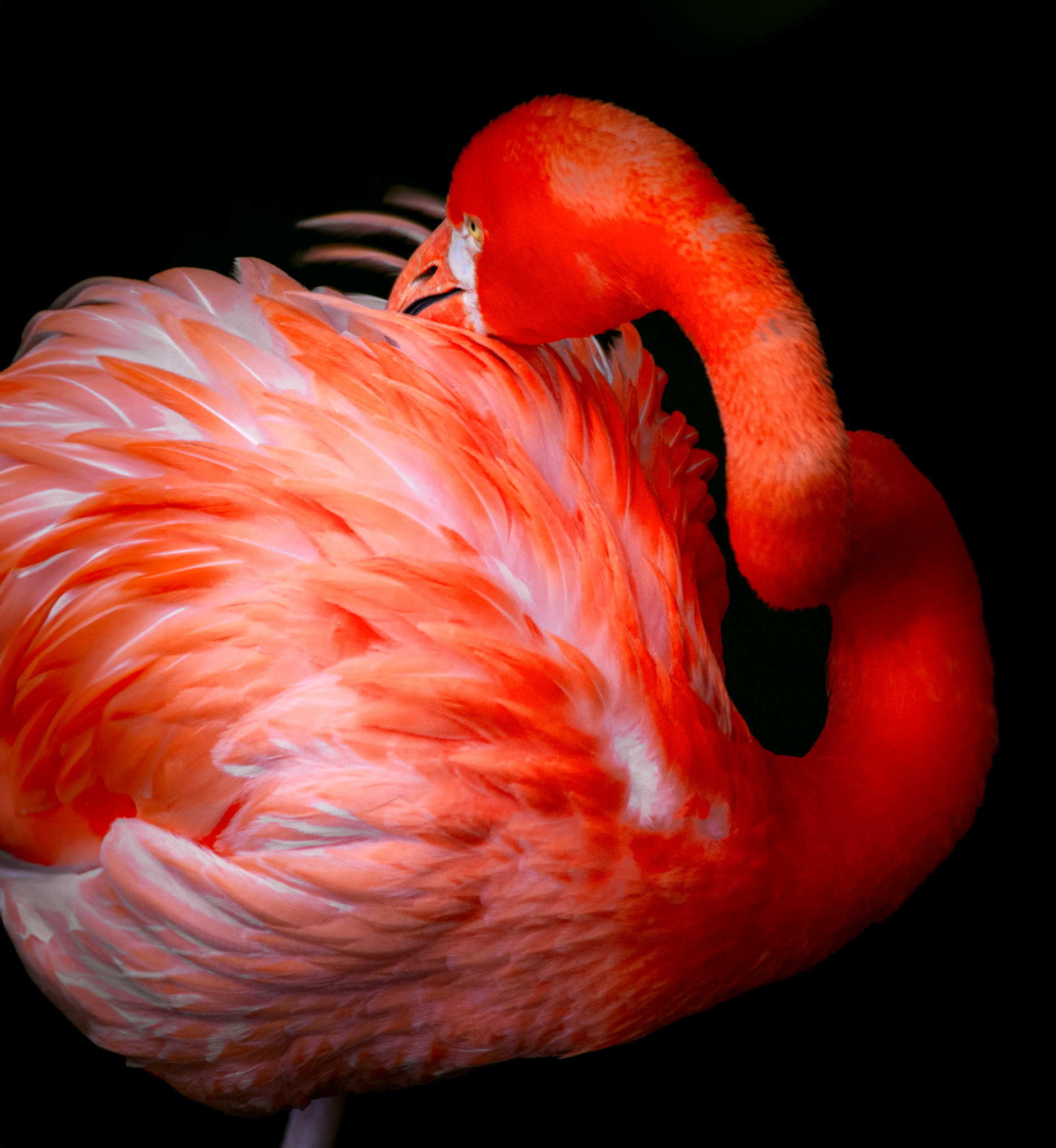 Flamingo L'Orange - Barbados, WI