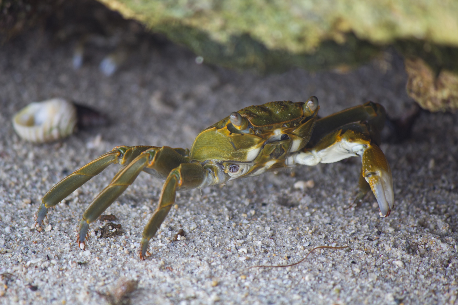 Crabby - Mtwara, Tanzania