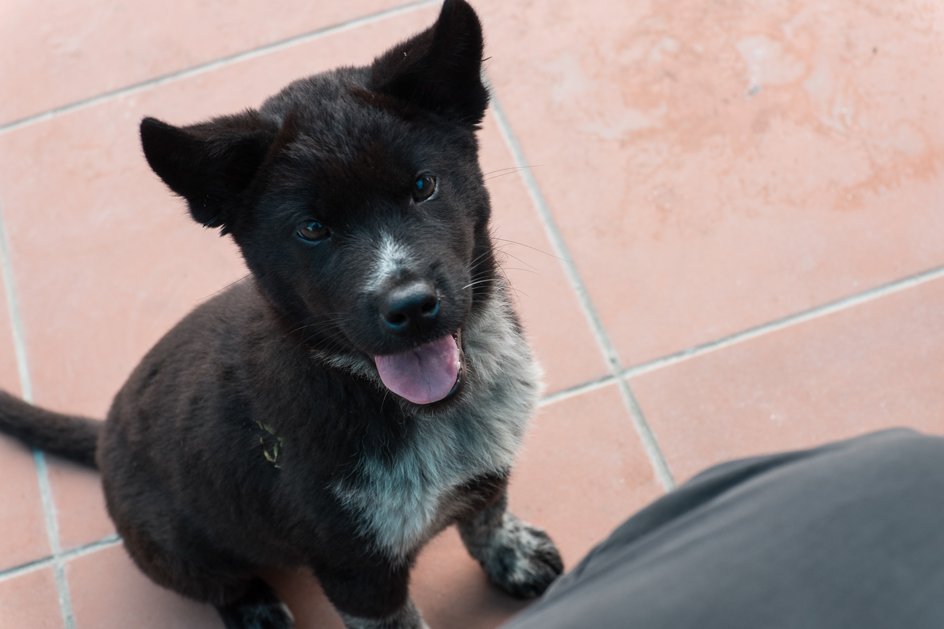 New little friend - Vietnam