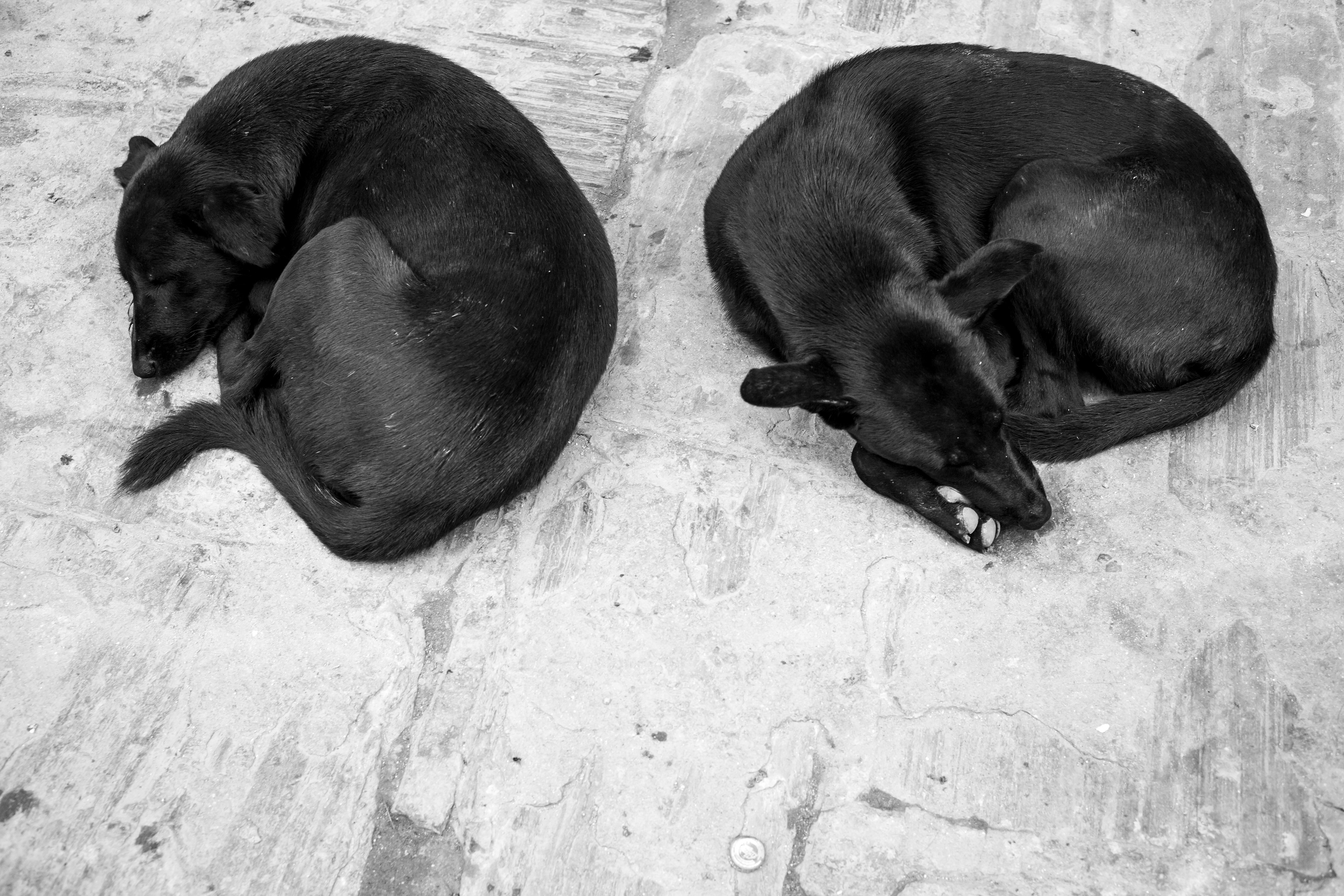 Dogs - Kathmandu, Nepal