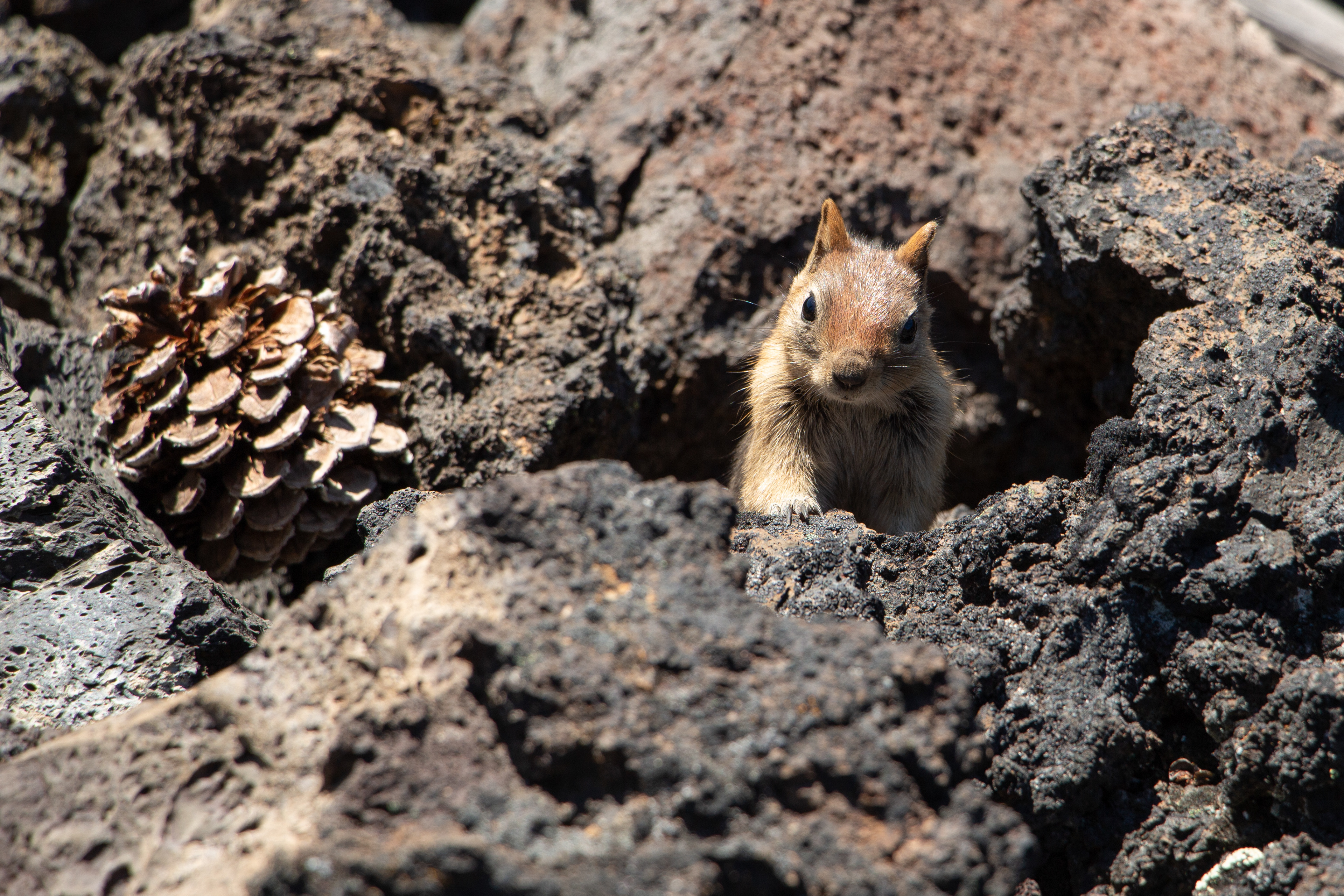 Photogenic Critter - Bend, OR