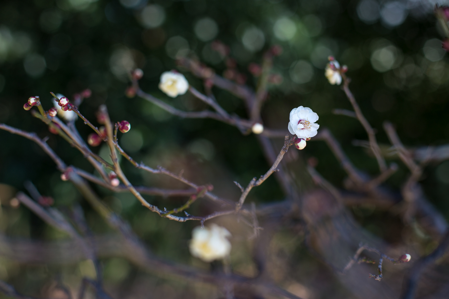 Blooms - Tokyo, Japan