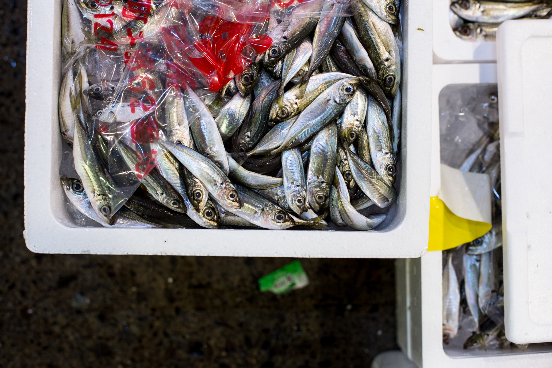 Fishy - Tokyo, Japan