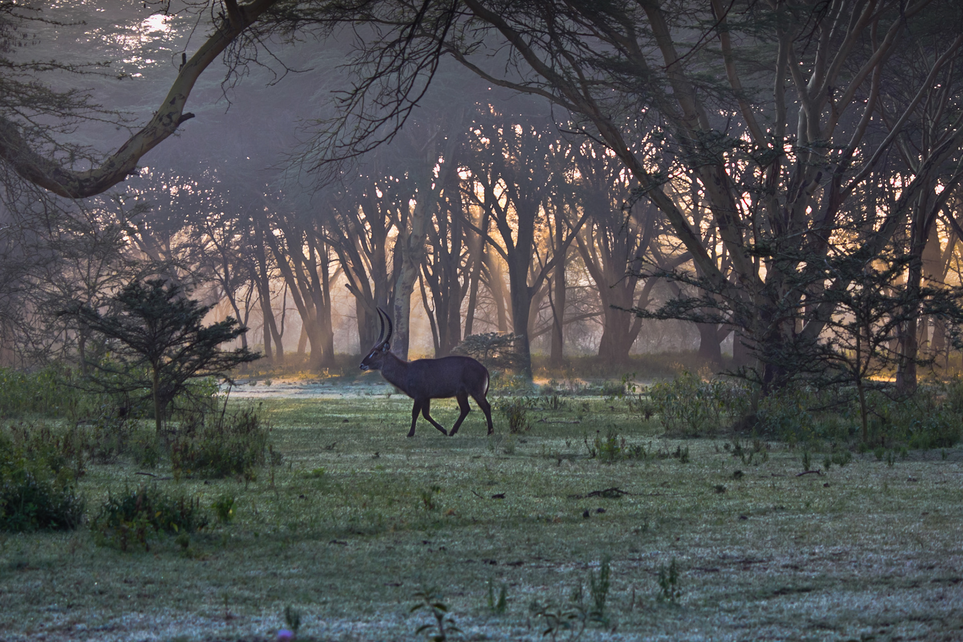 Deer in the morning mist - Keyna