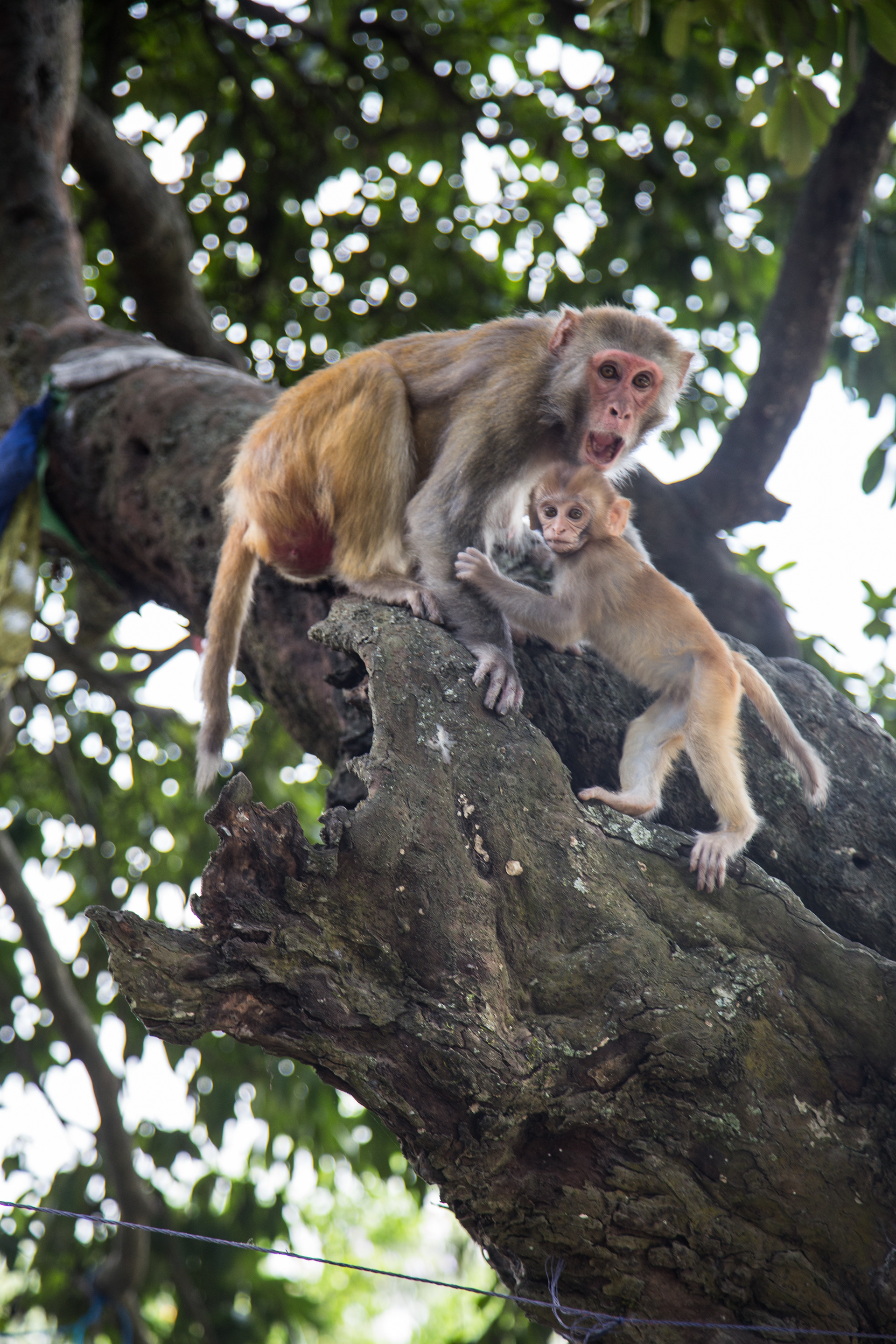 Monkeys - Kathmandu, Nepal