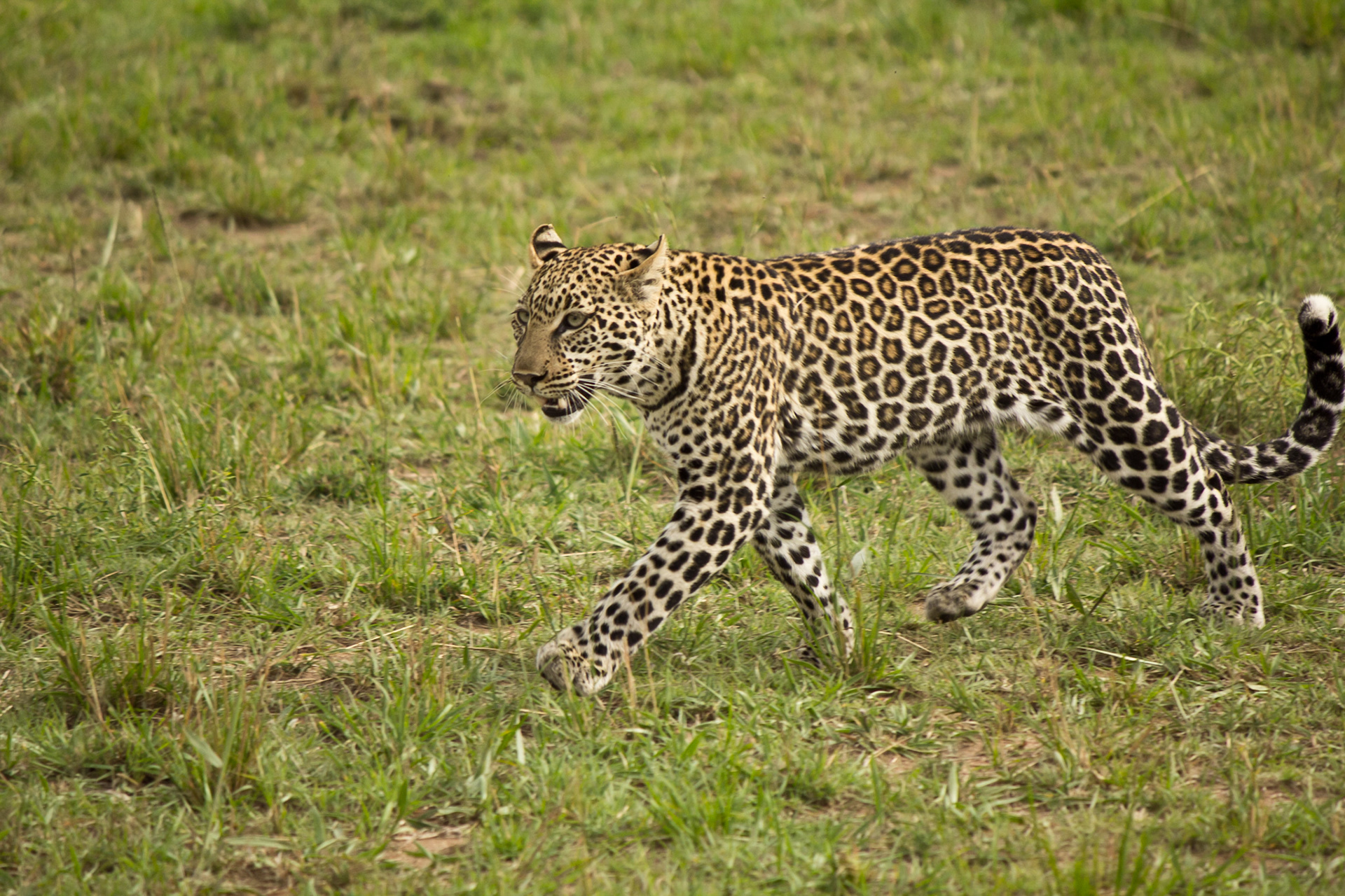 Leopard - Kenya