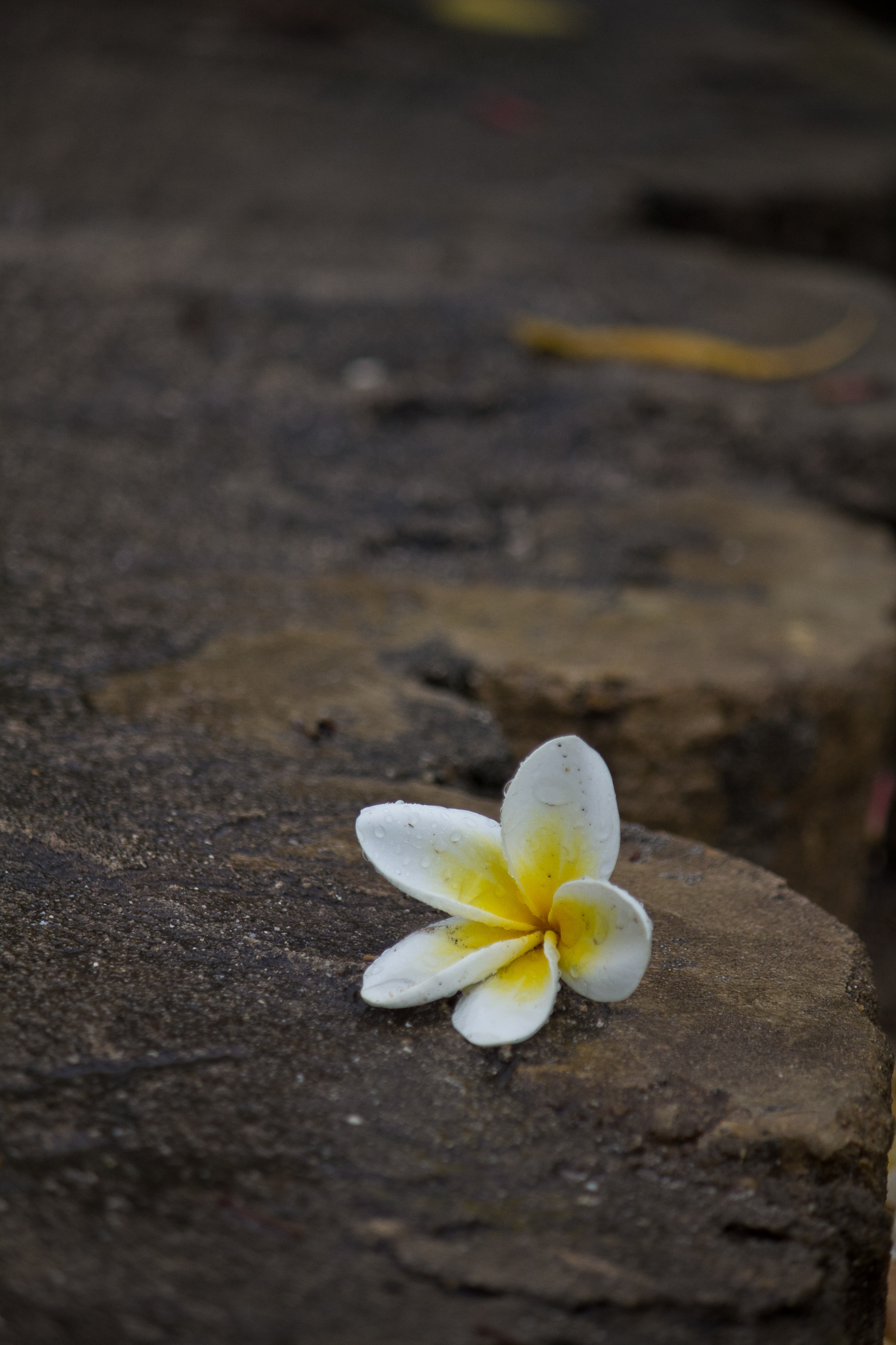Flower - Mtwara, Tanzania