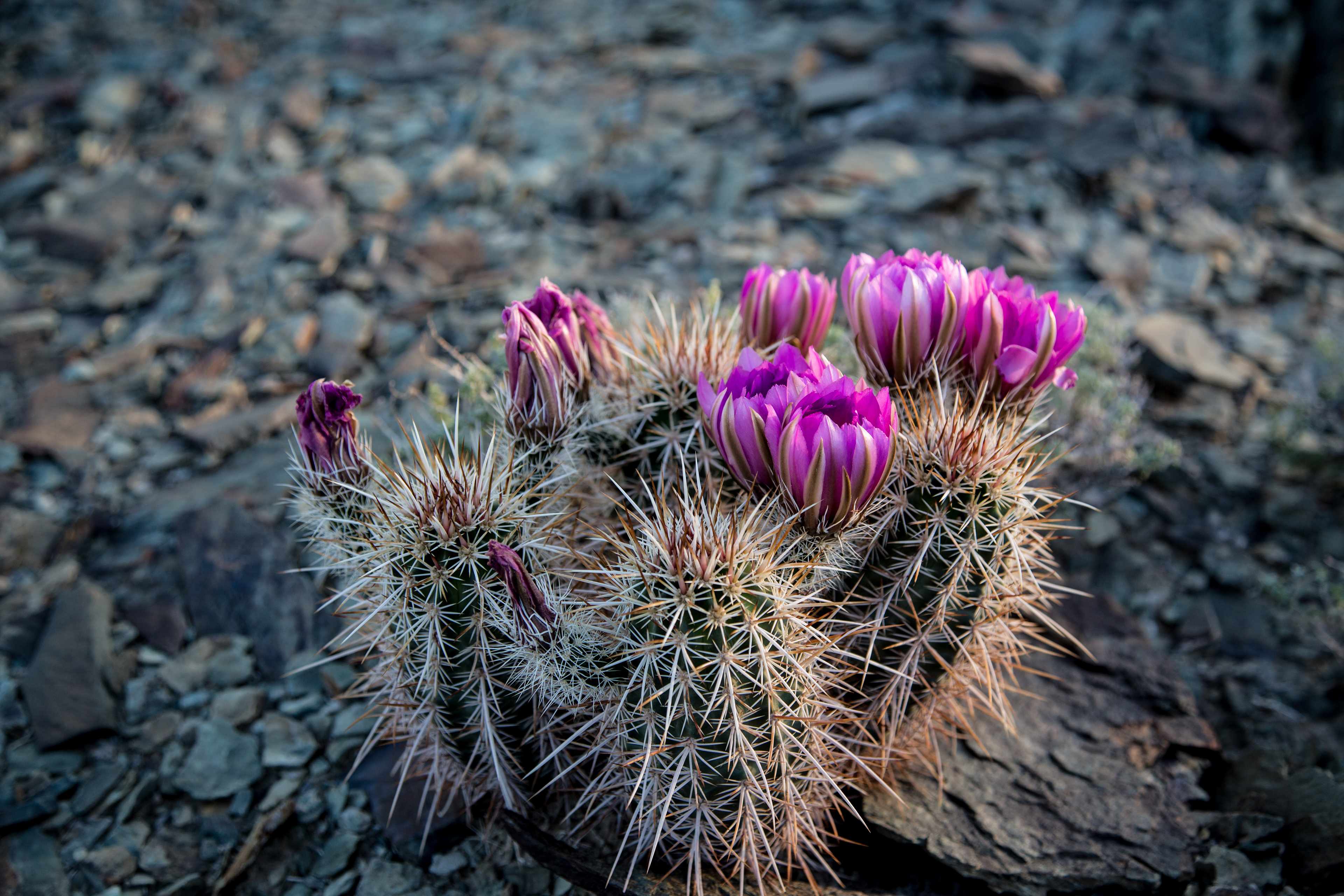 Desert Flora - Nevada, USA