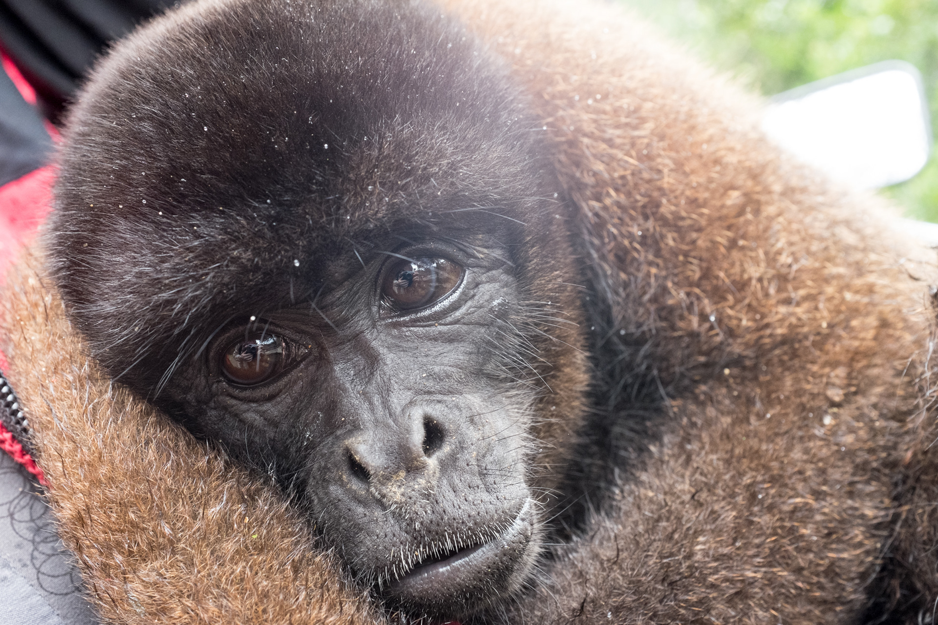 Monkey Friend - Equador