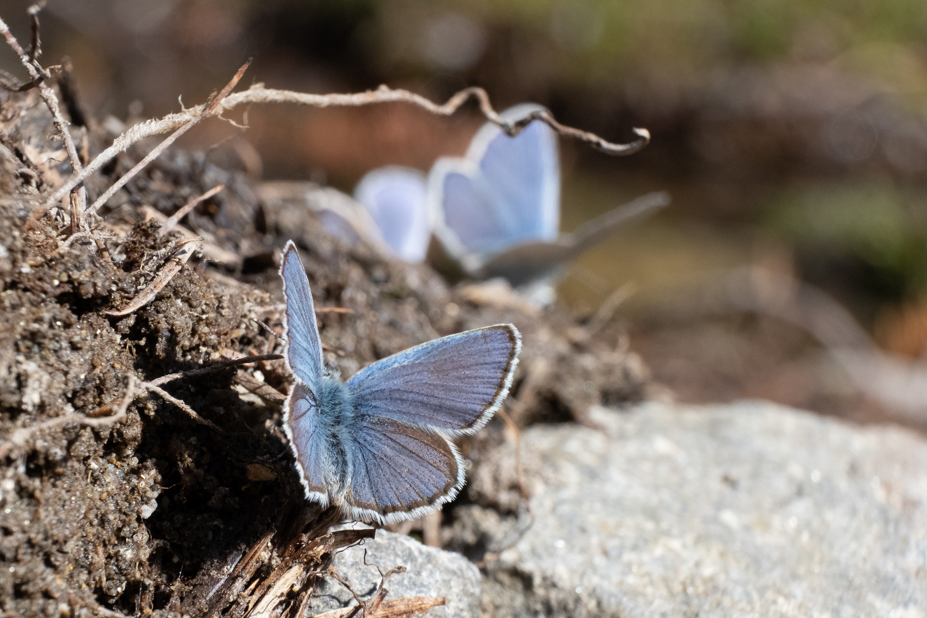 Butterflies - Blue Lake, WA
