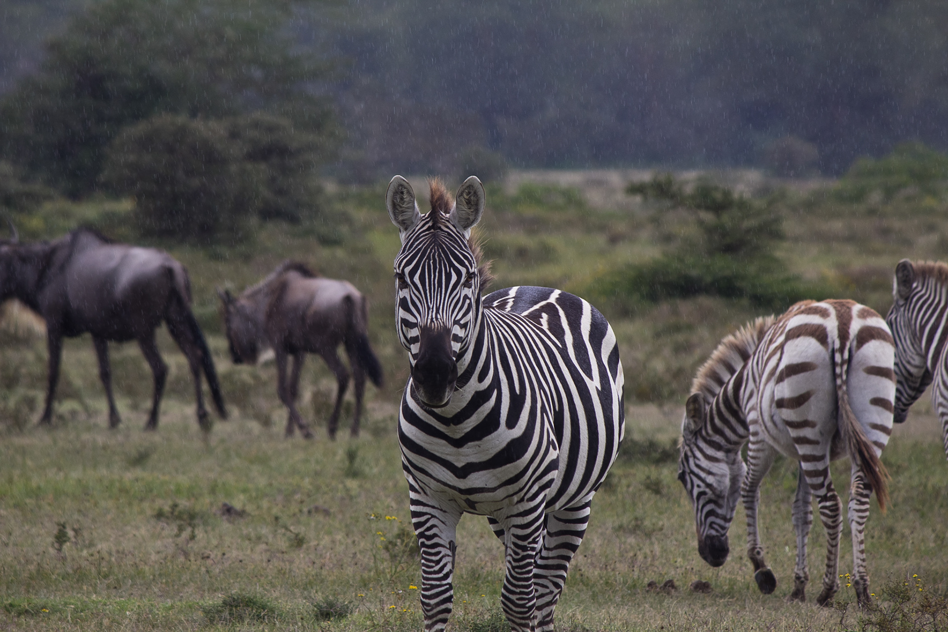 Stripey Horses - Kenya