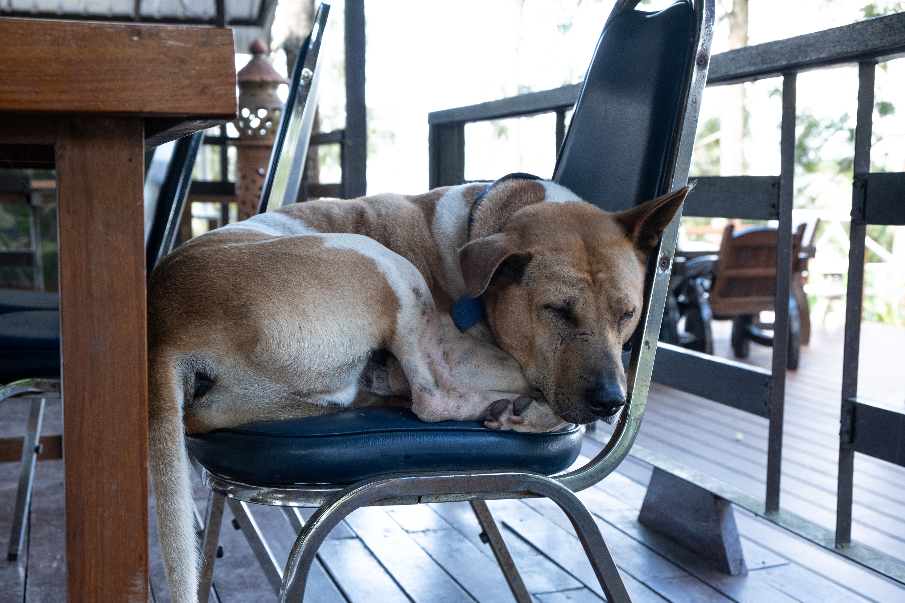 Tired Dog - Thailand