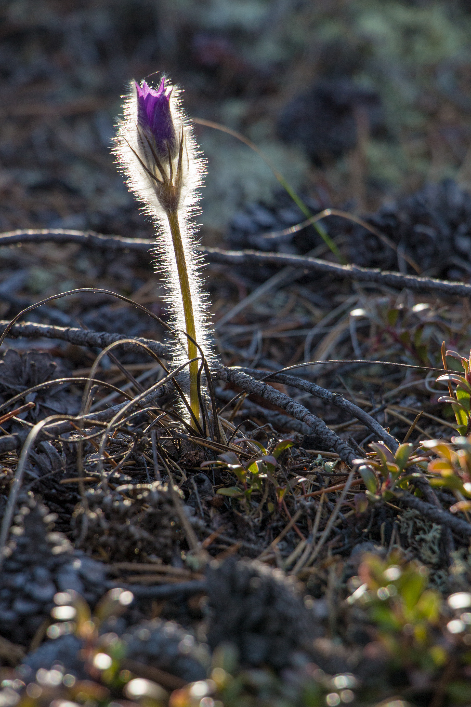 Prairie Crocus - Yukon, Canada