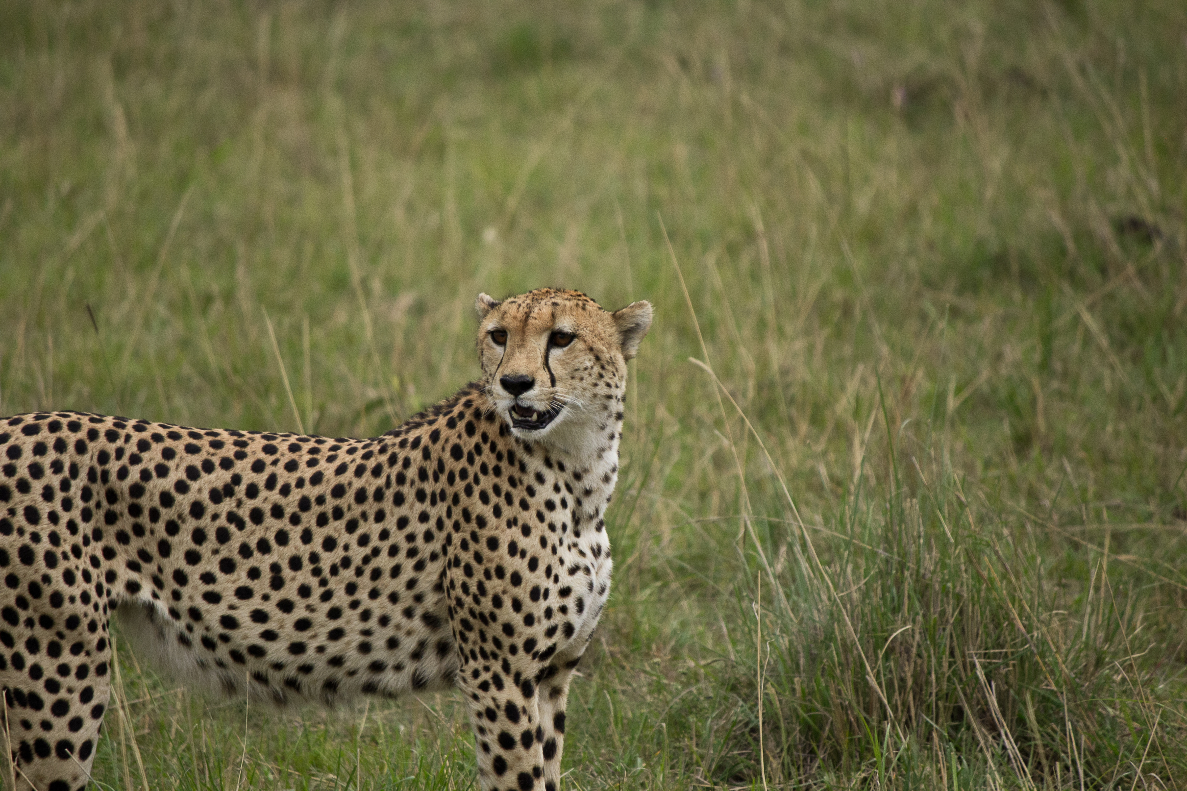 Cheetah - Kenya