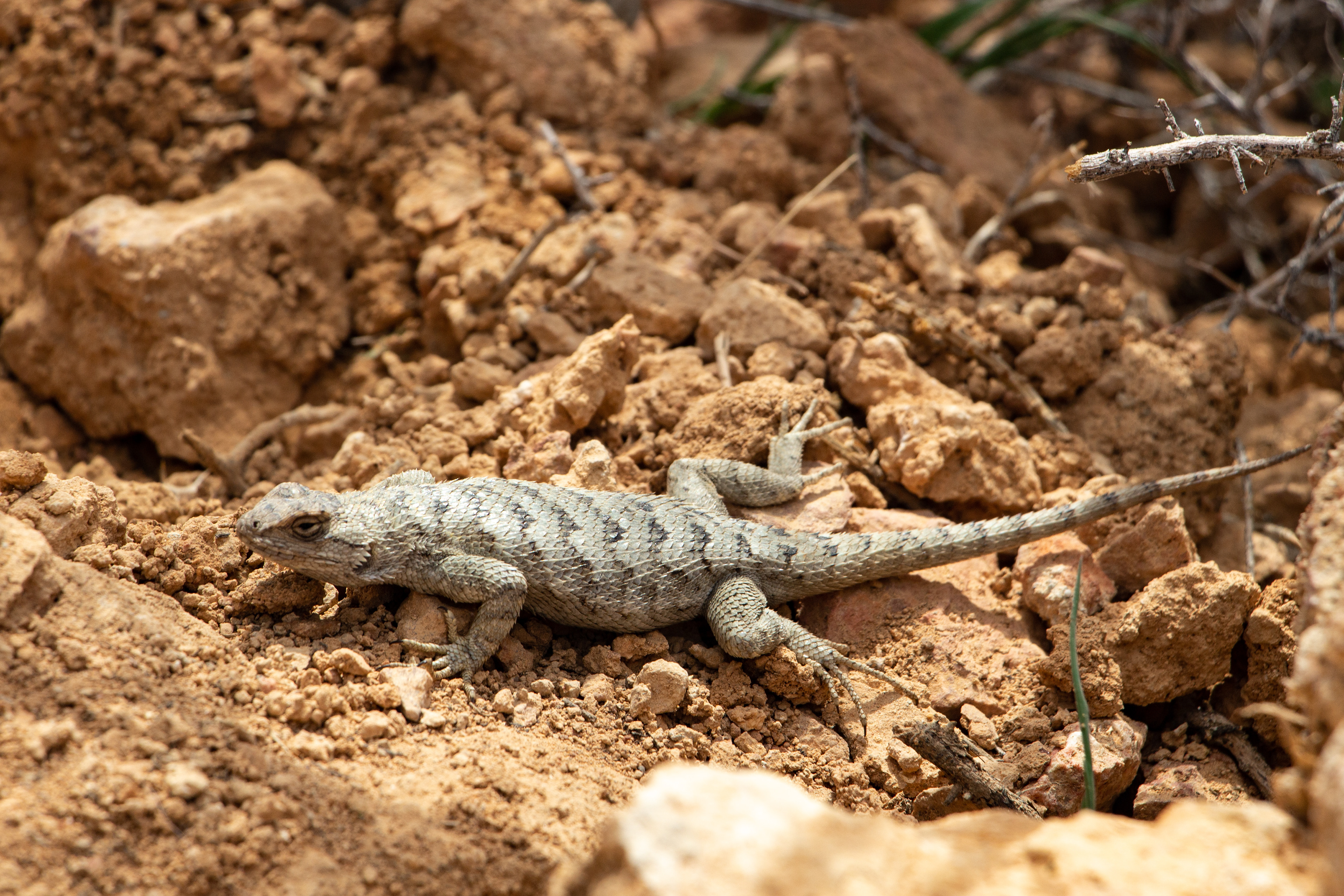 Hotsprings Lizard - Bridgeport, CA