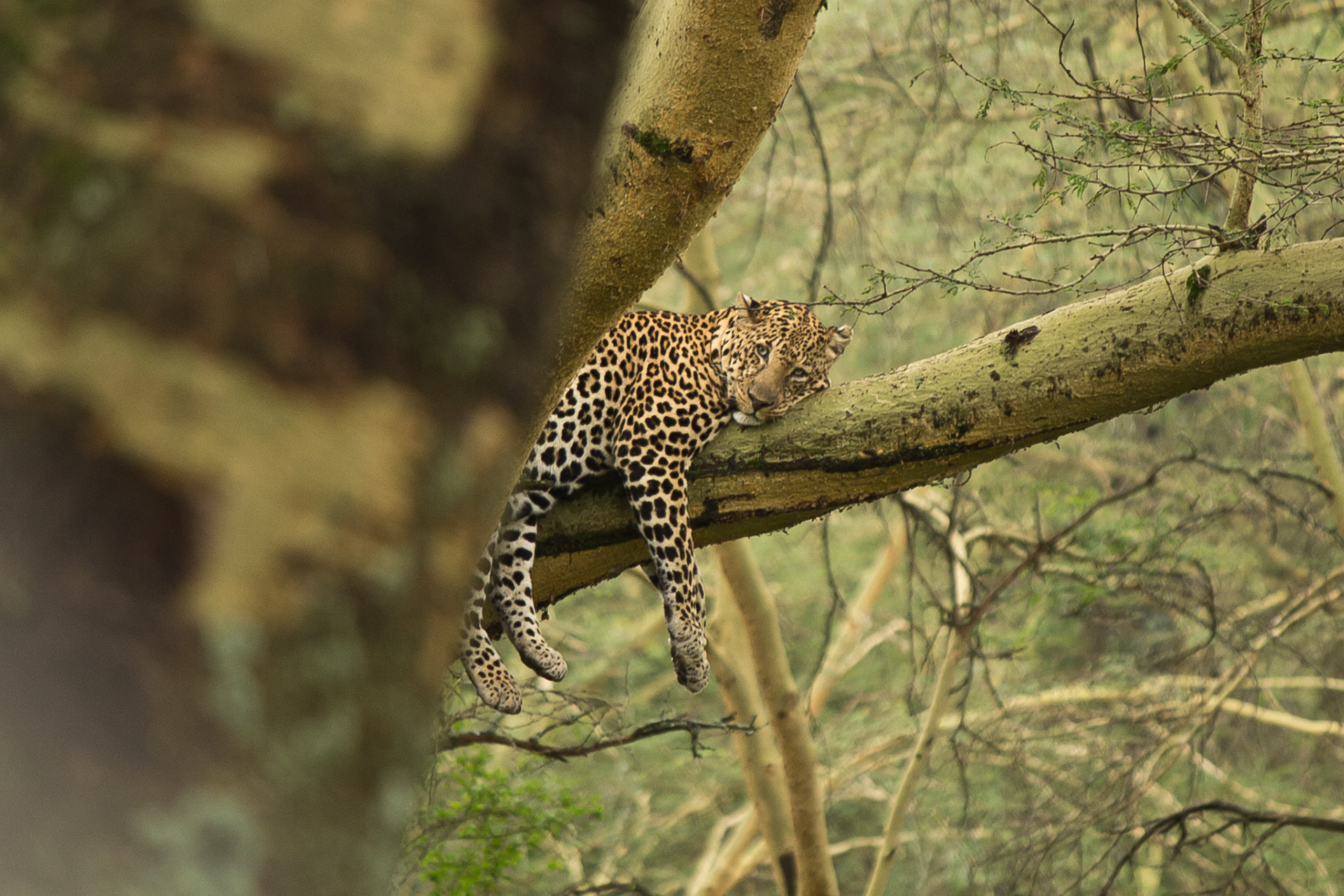 Sleepy Leopard - Kenya