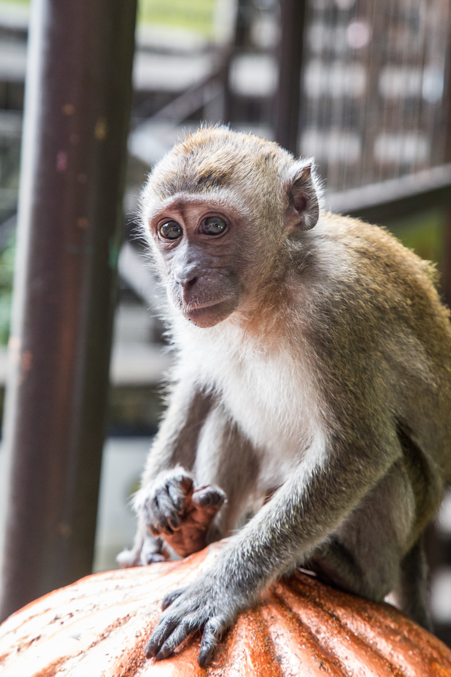 Monkey - Batu Caves, Malaysia