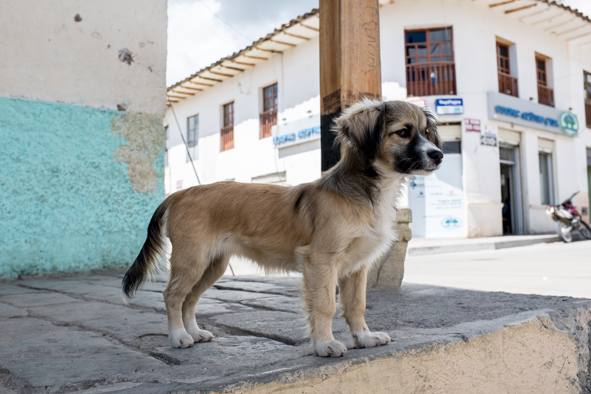 Guard dog - Peru