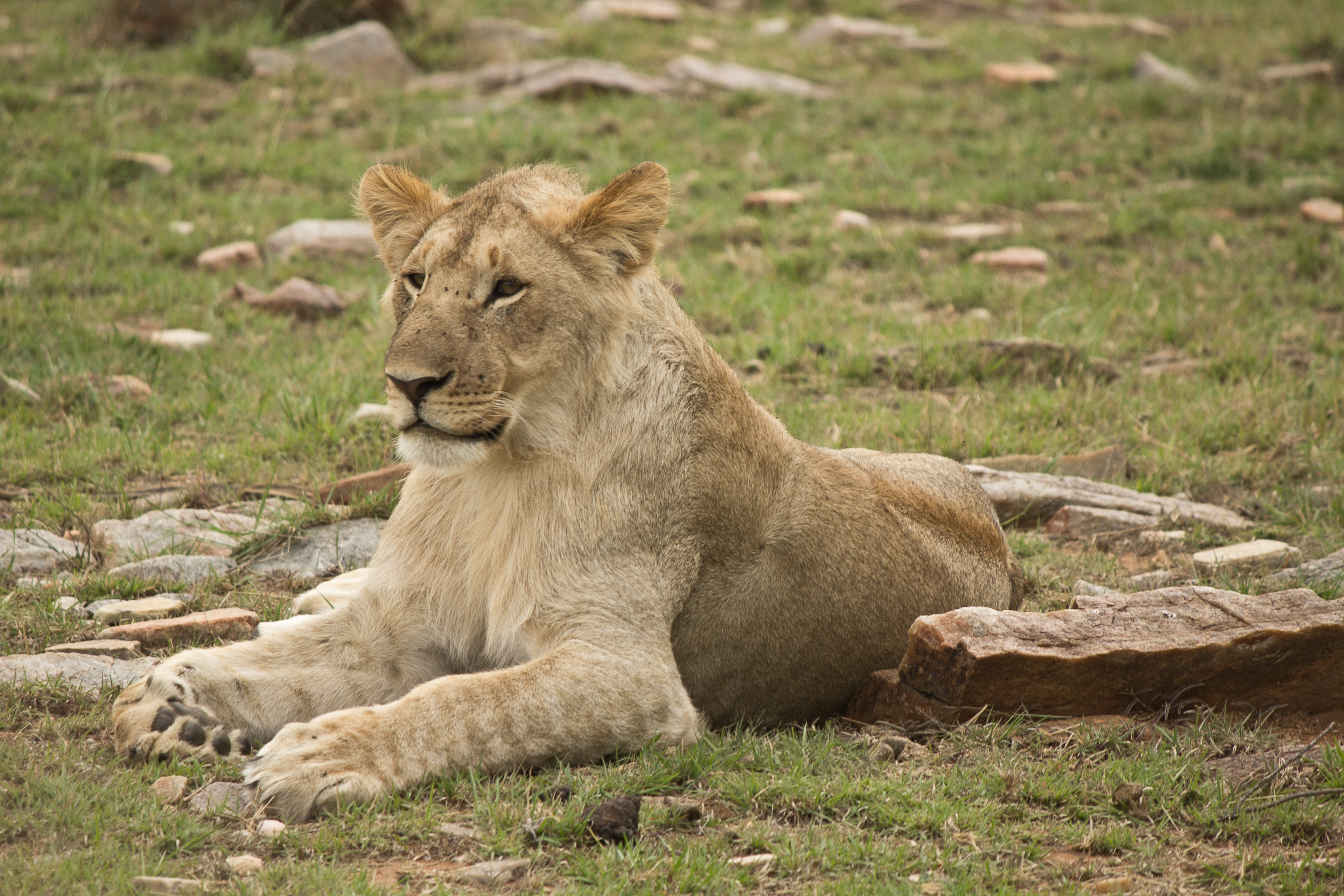 Lioness - Kenya