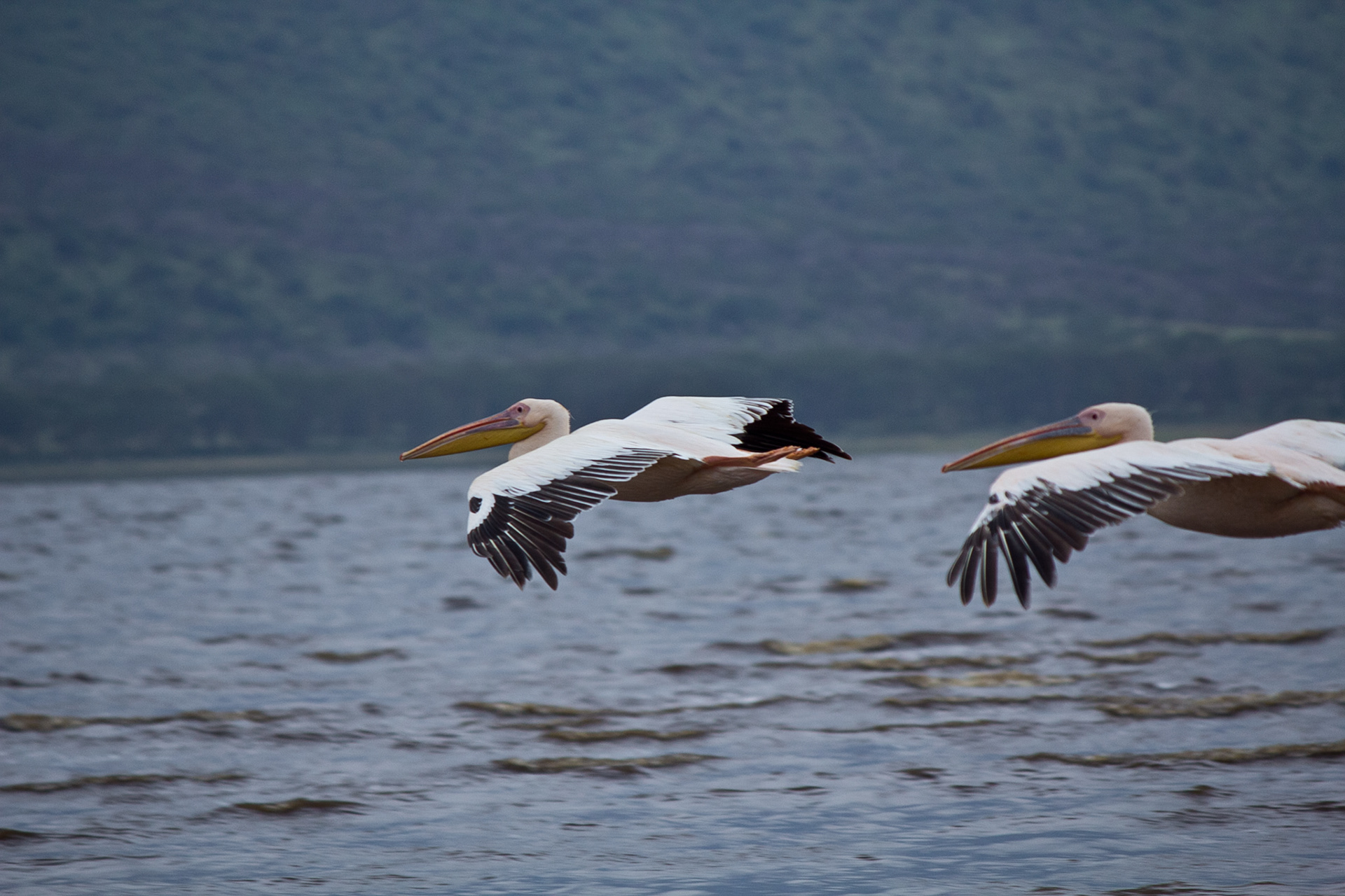 Pelicans - Kenya