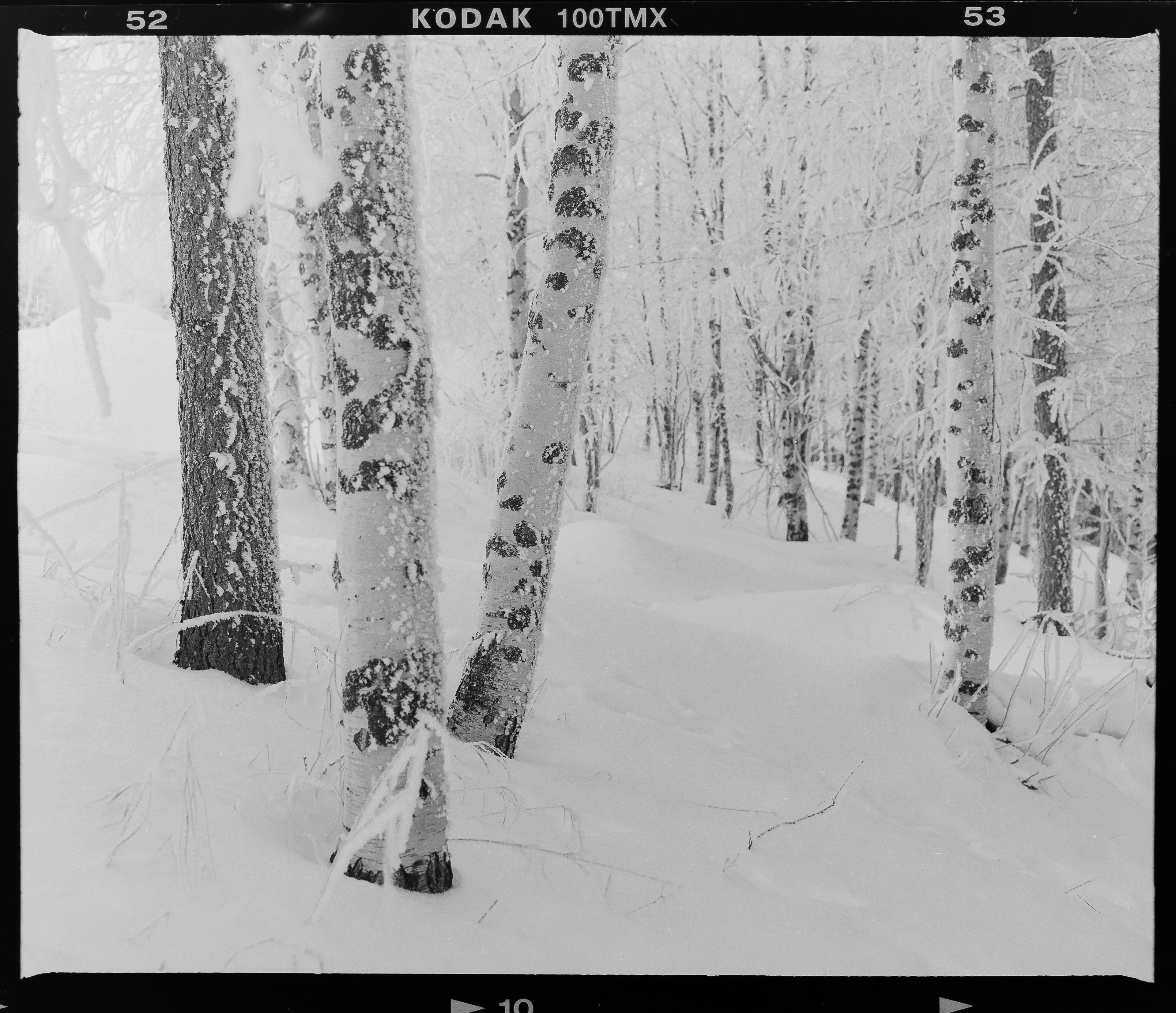 Mamiya RB67 + Kodak T-Max 100