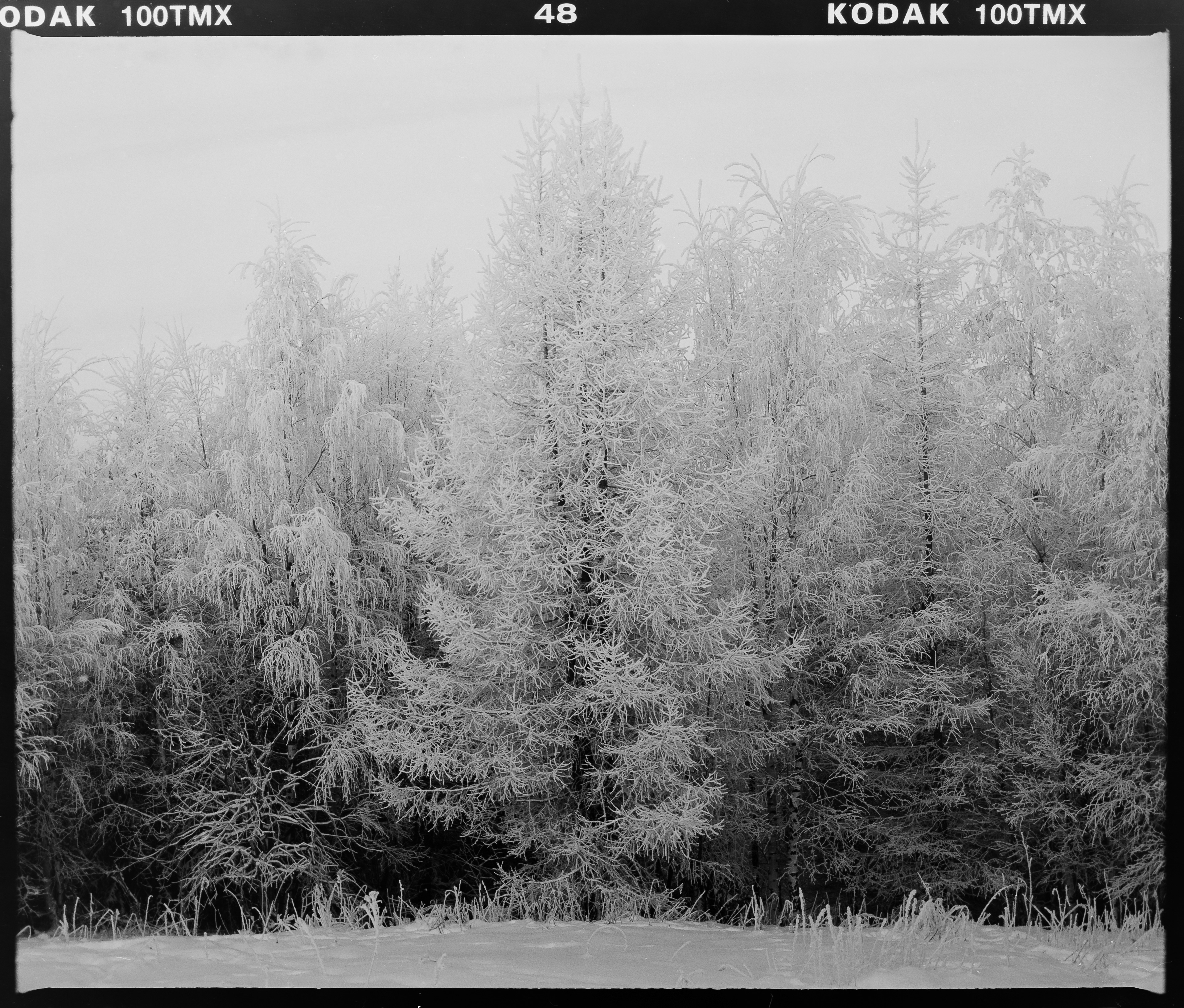 Mamiya RB67 + Kodak T-Max 100