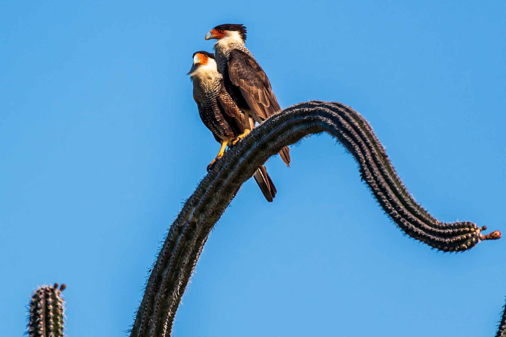 Bonaire