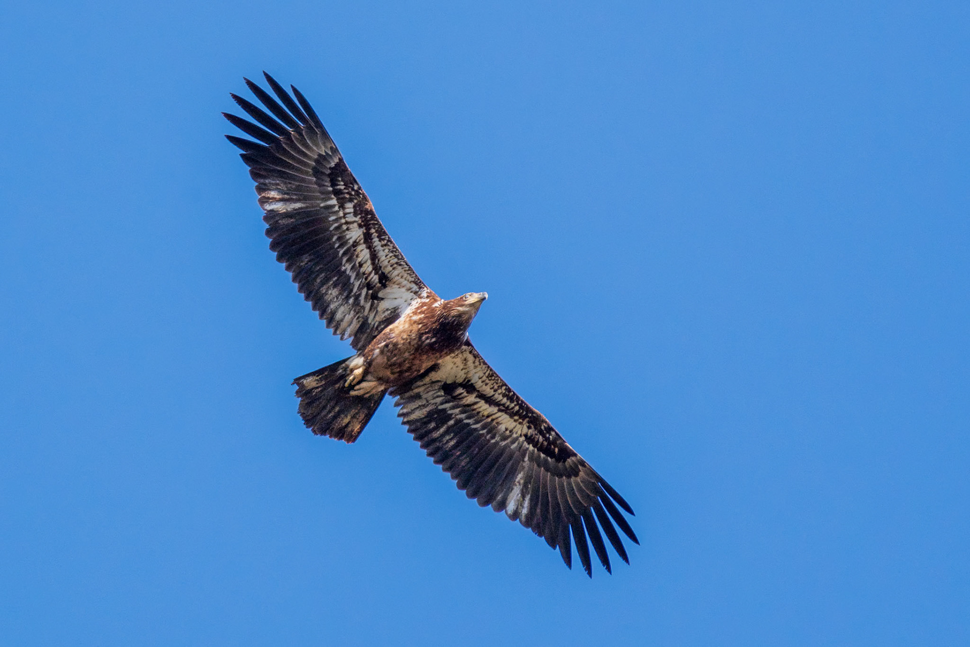 Heinz NWR Philadelphia