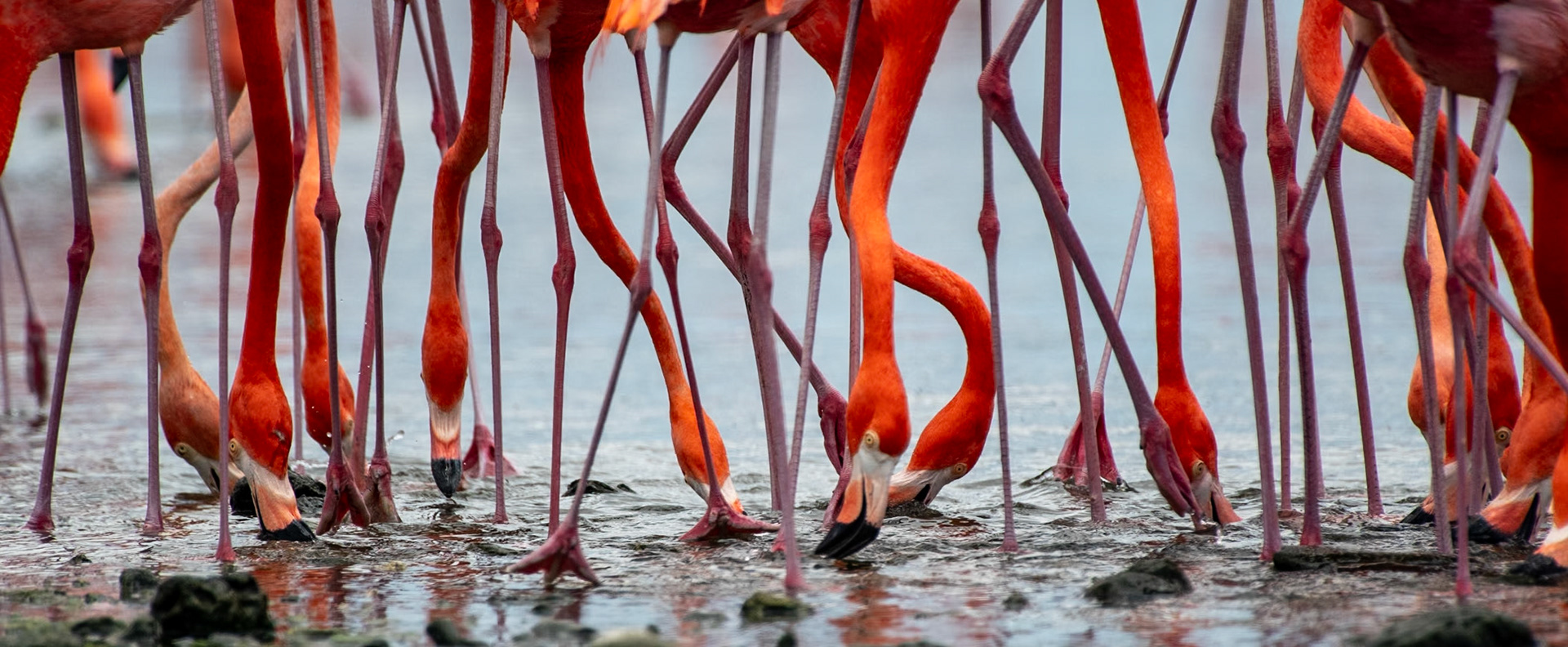 Bonaire