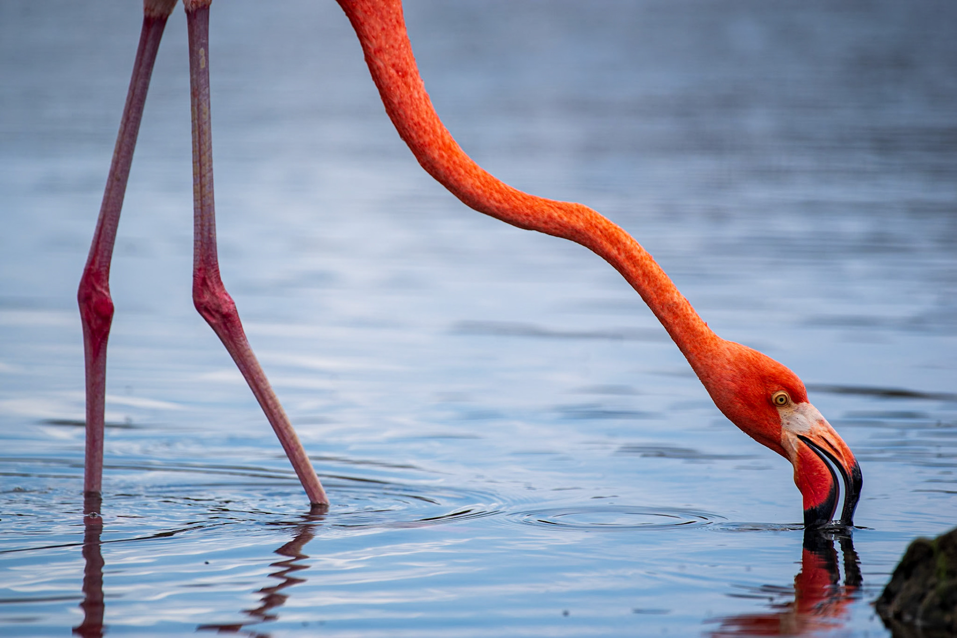 Bonaire