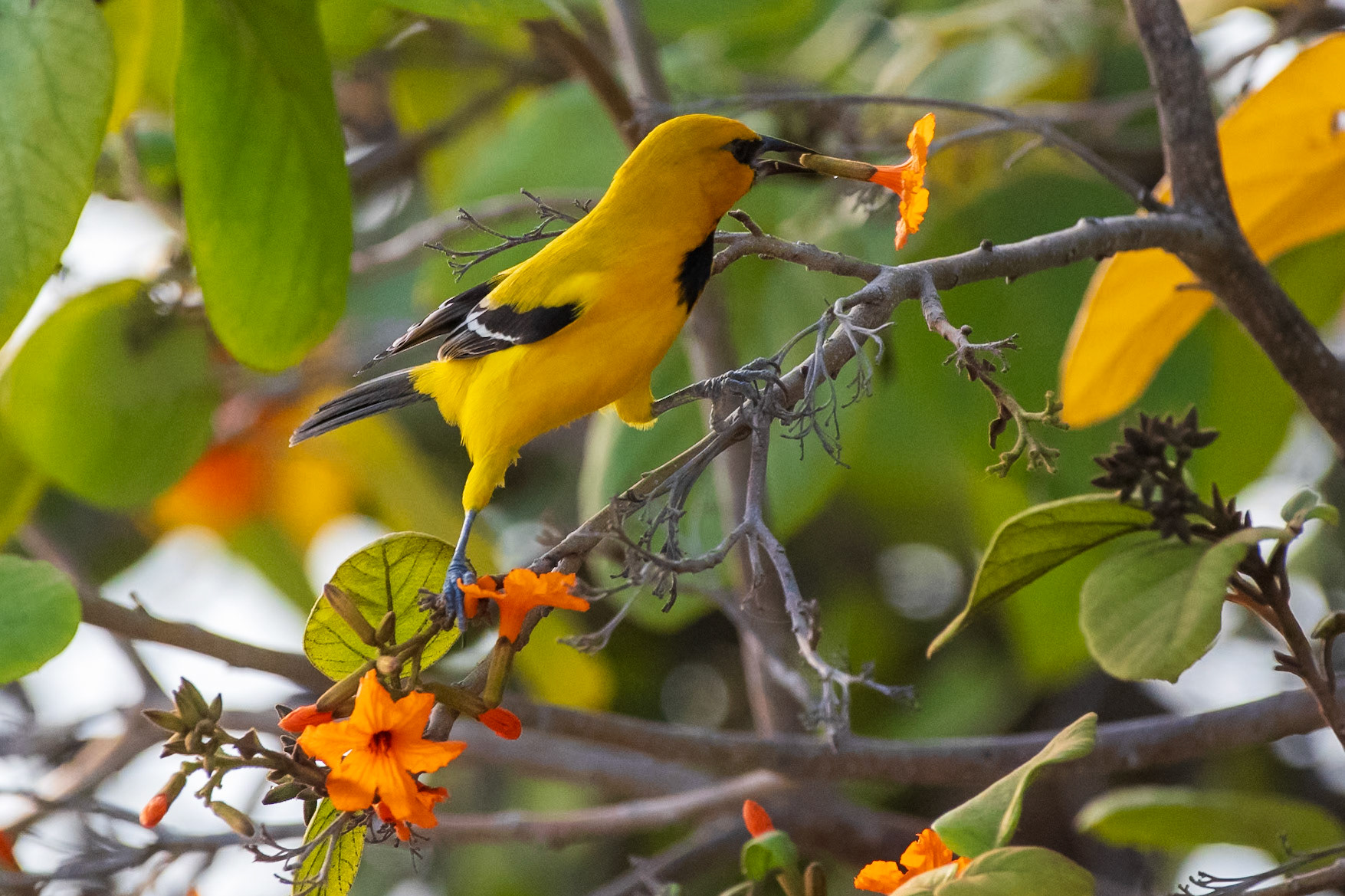 Bonaire