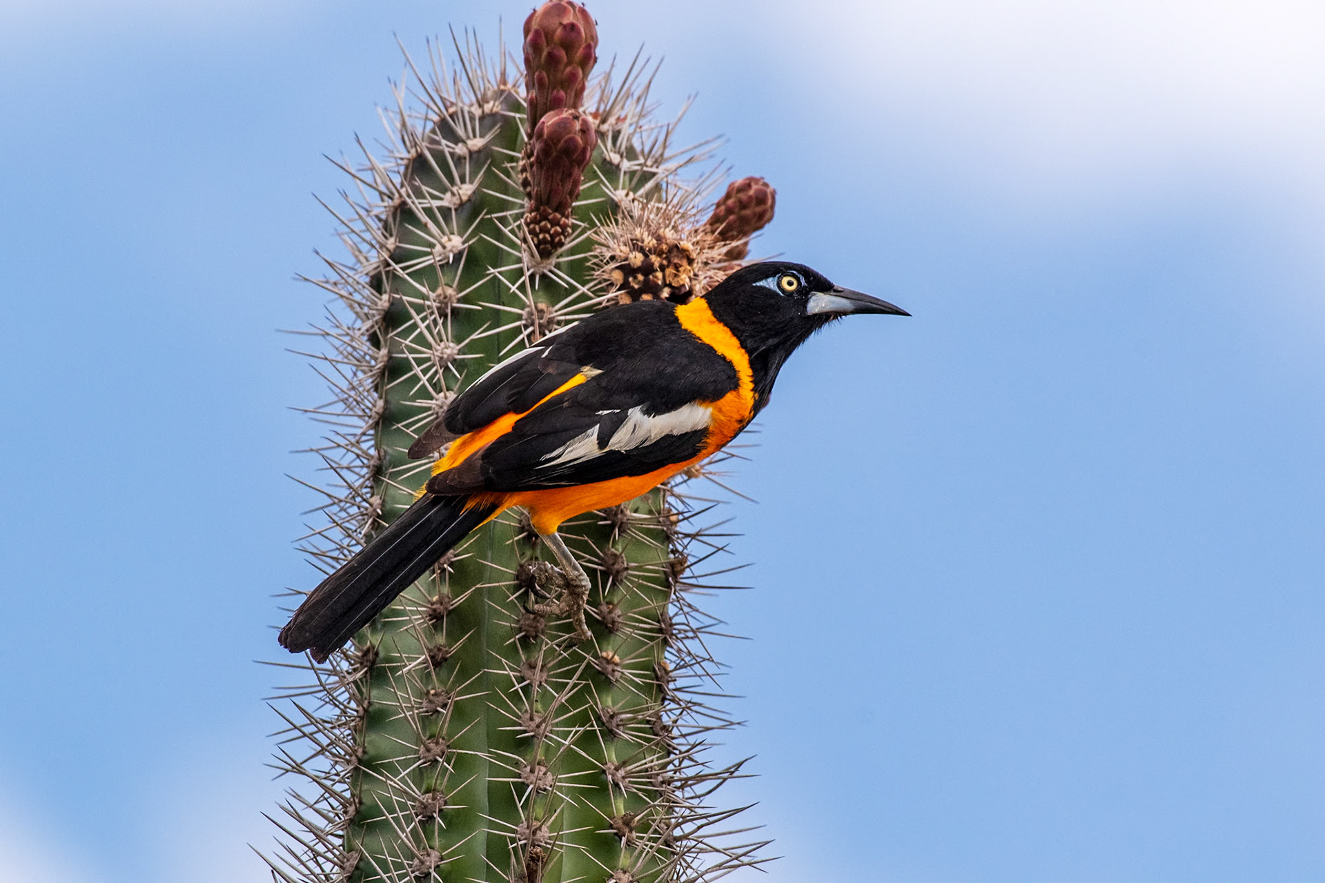 Bonaire