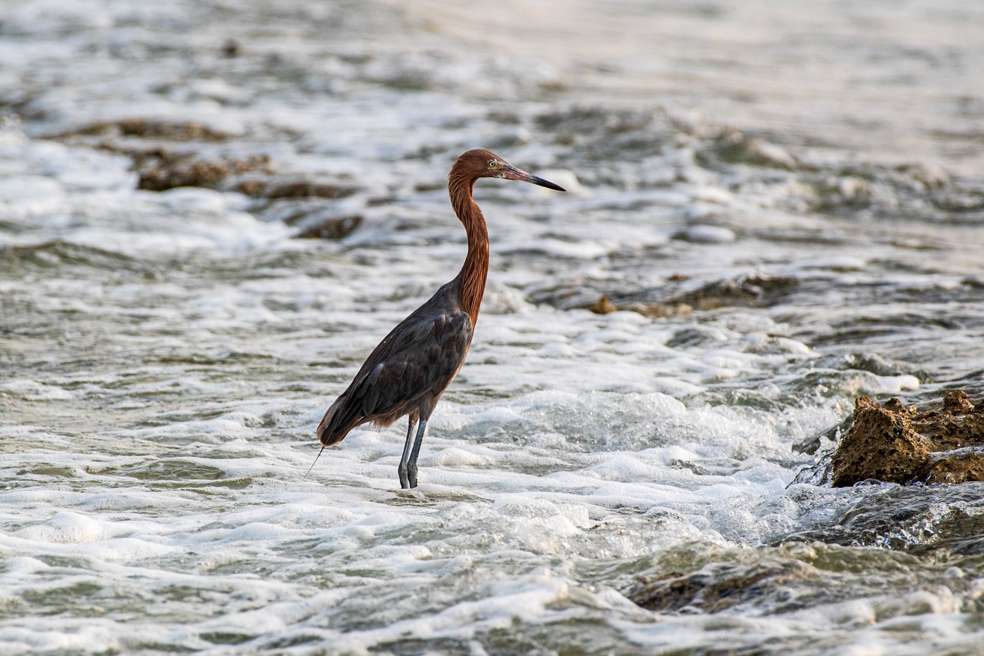 Bonaire