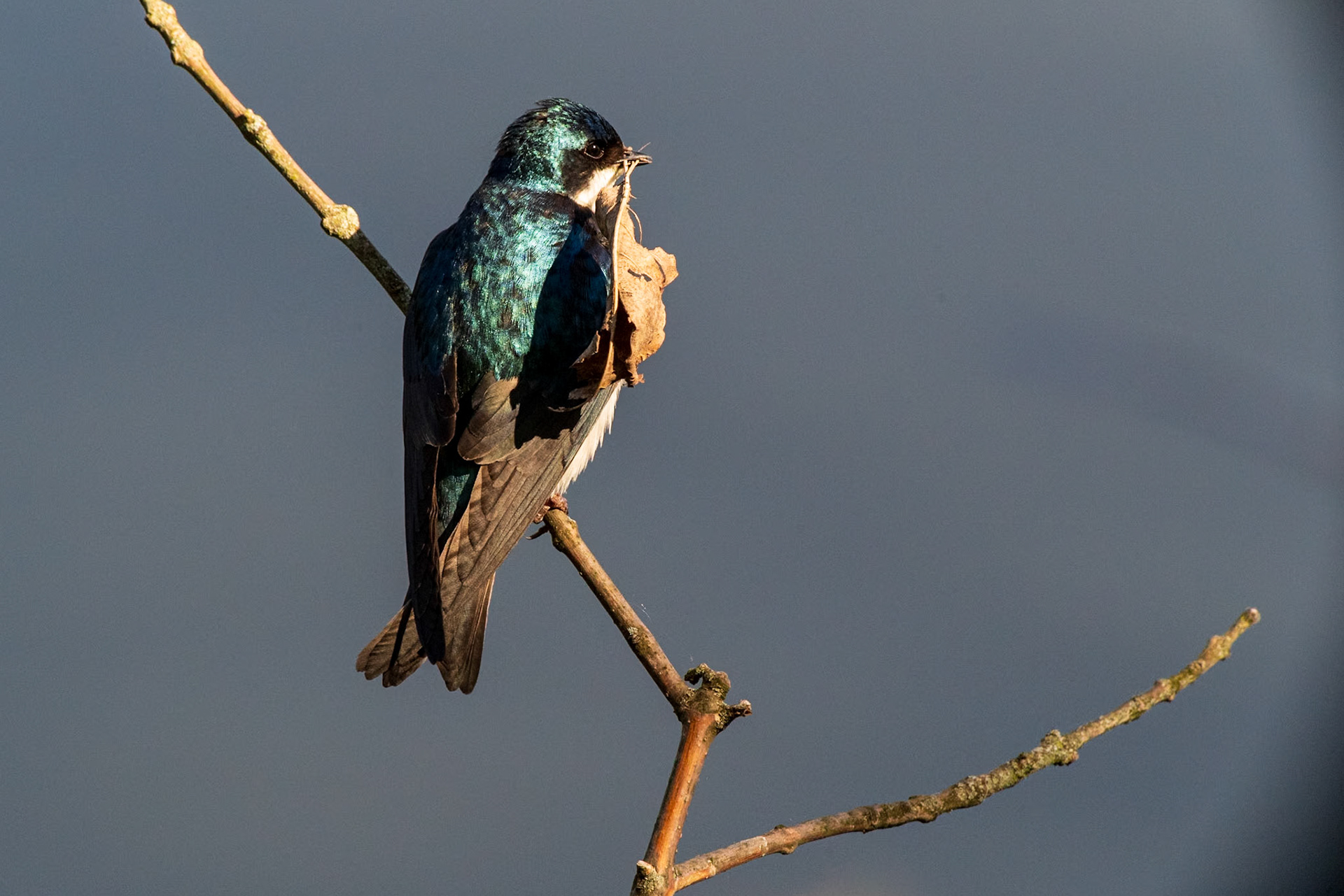 Heinz NWR Philadelphia