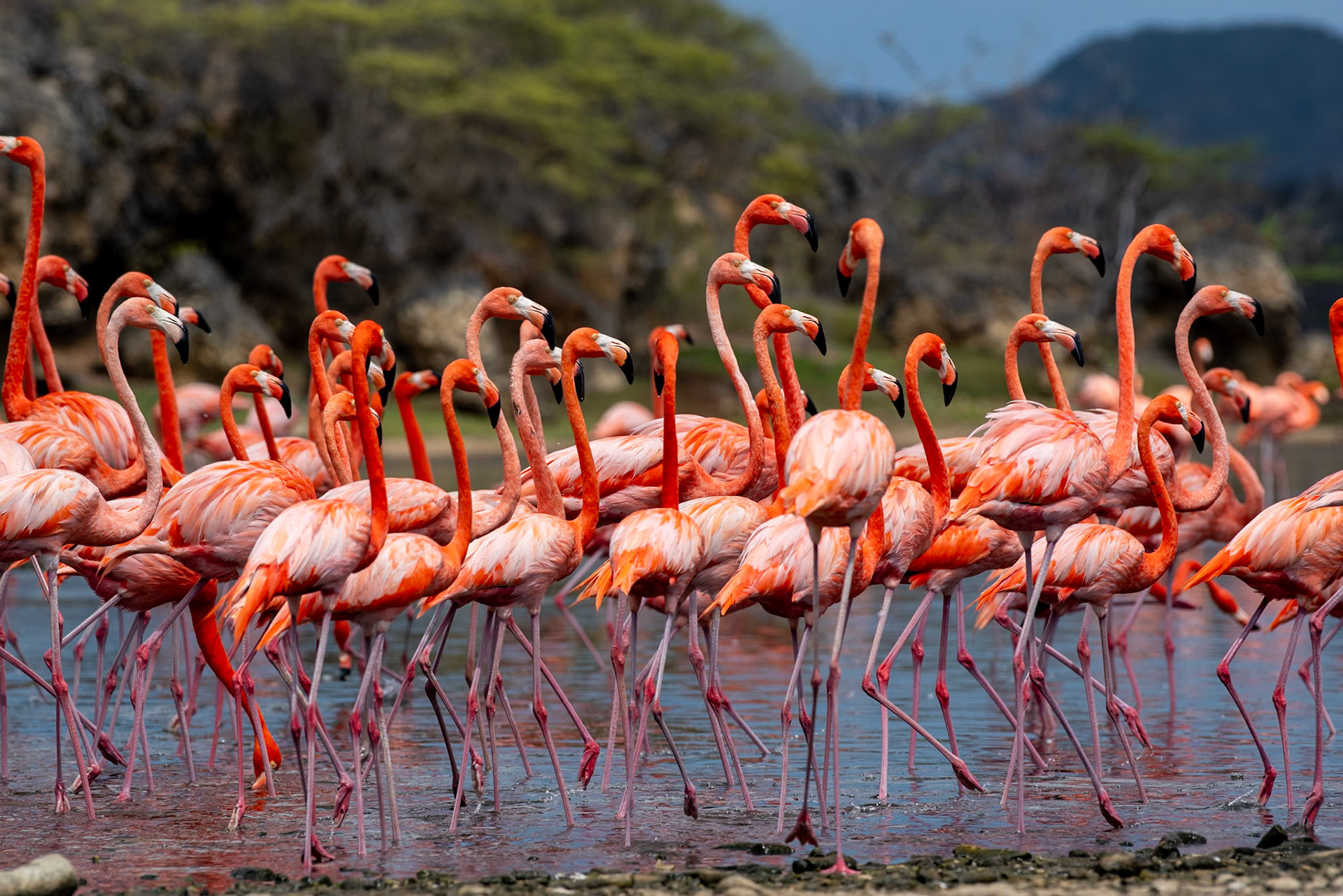 Bonaire