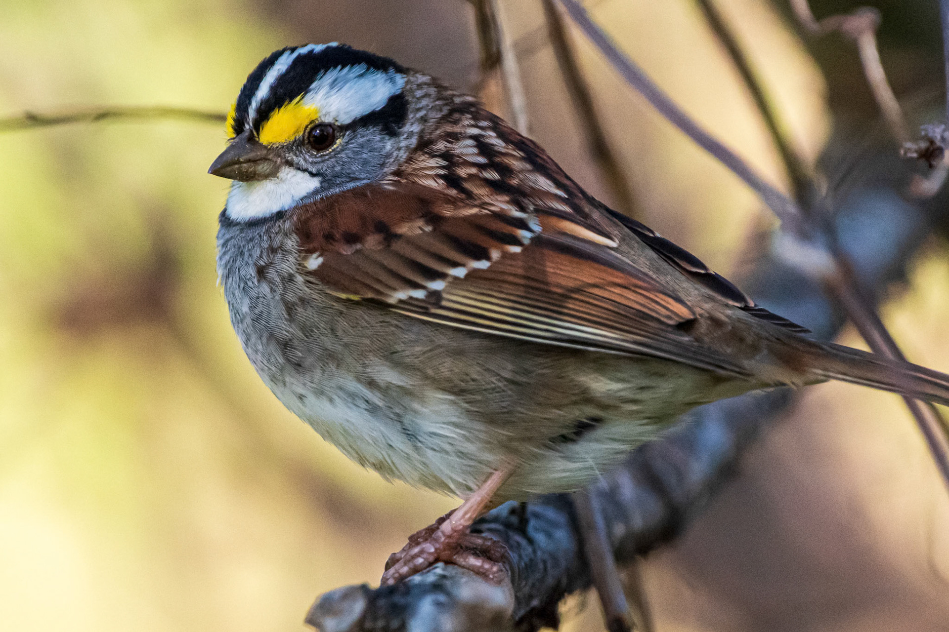 Heinz NWR Philadelphia